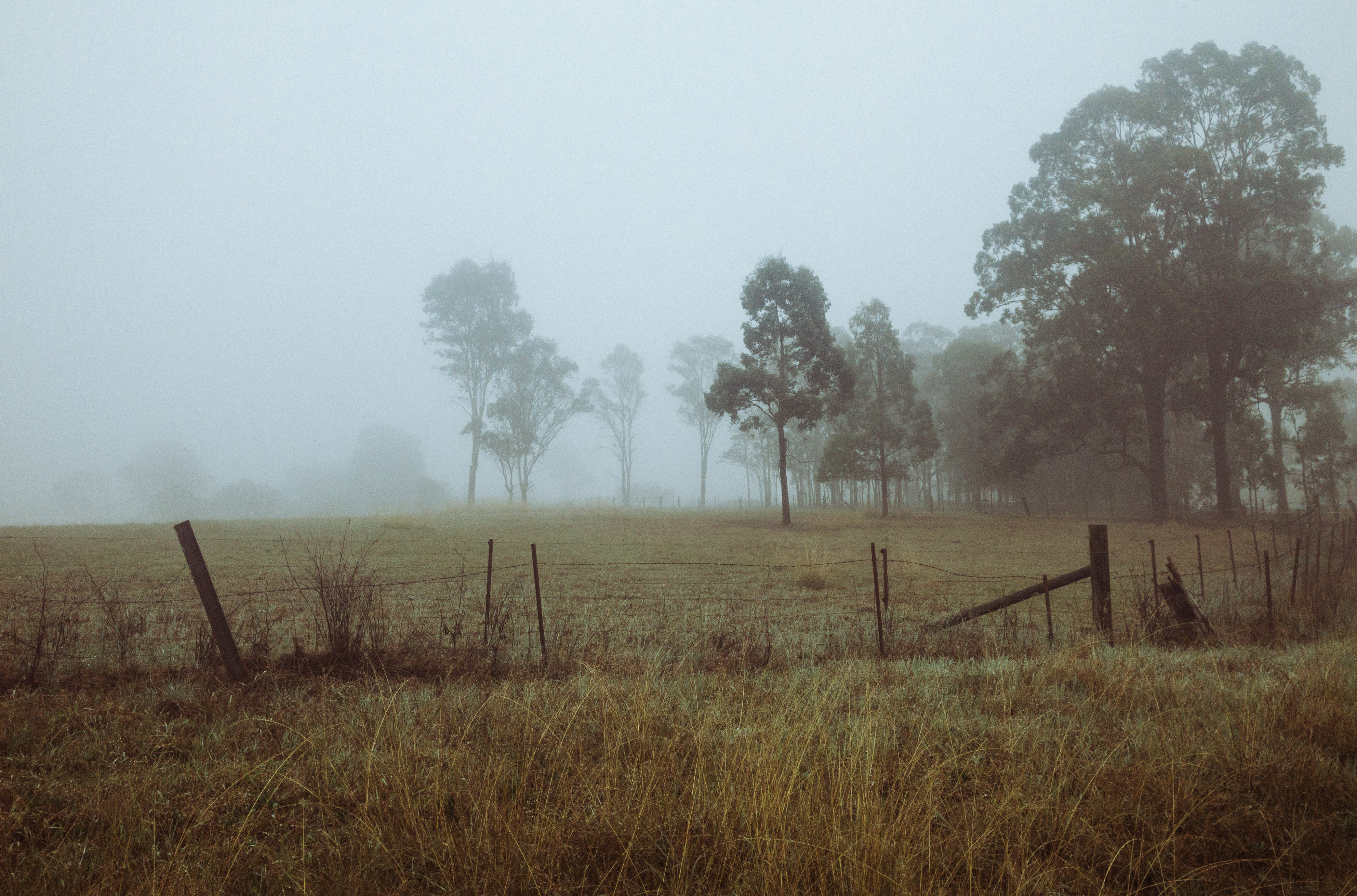 Туман не видали. Поле в тумане. Туман. Деревья в тумане. Заброшенные пустые поля.
