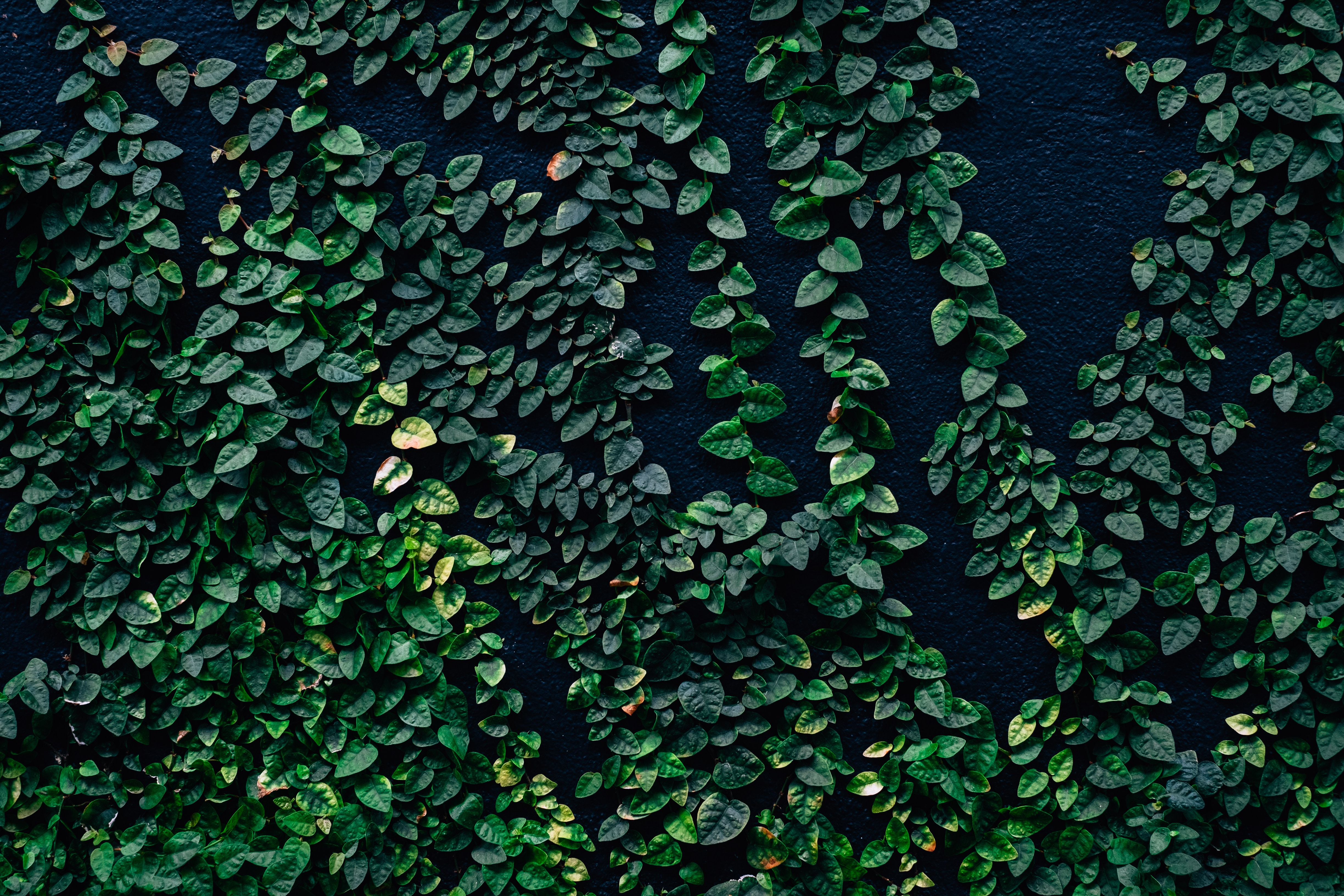 Download mobile wallpaper Nature, Wall, Leaves for free.