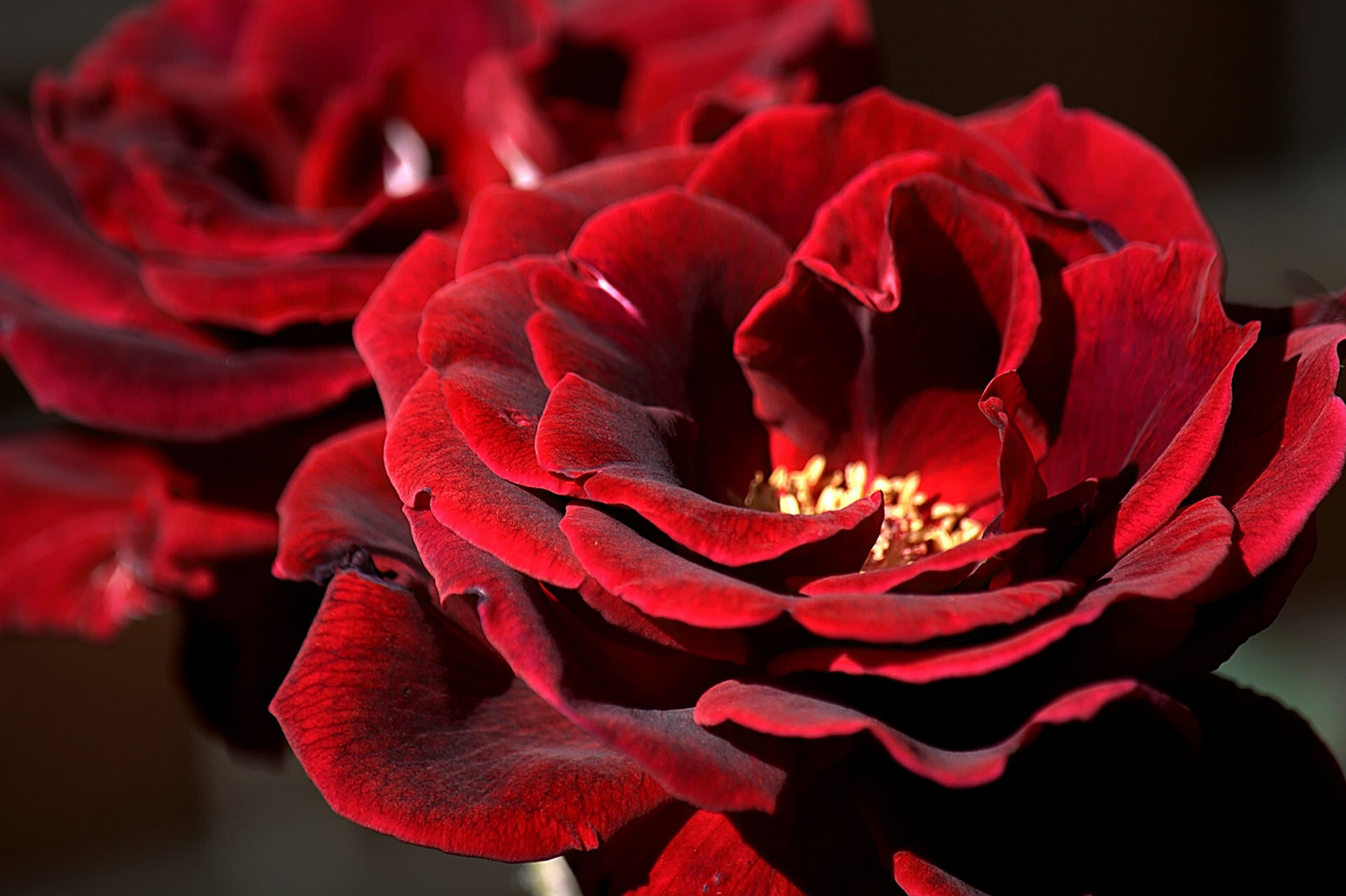 Бордовая бархатная роза фото
