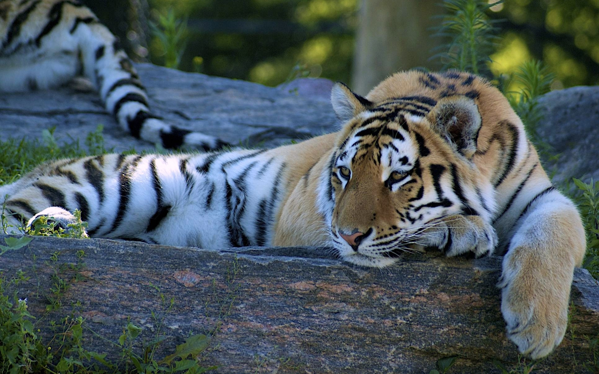 Лежачий тигр