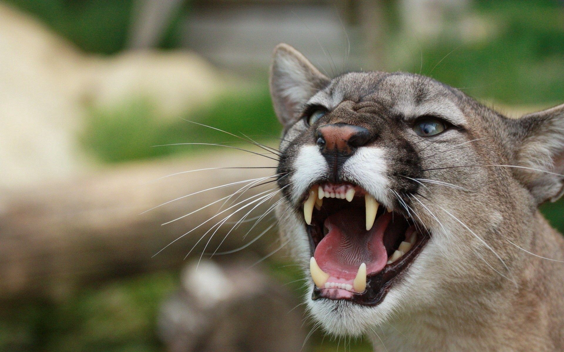 Free download wallpaper Animals, Puma, Grin, Fangs, Anger on your PC desktop