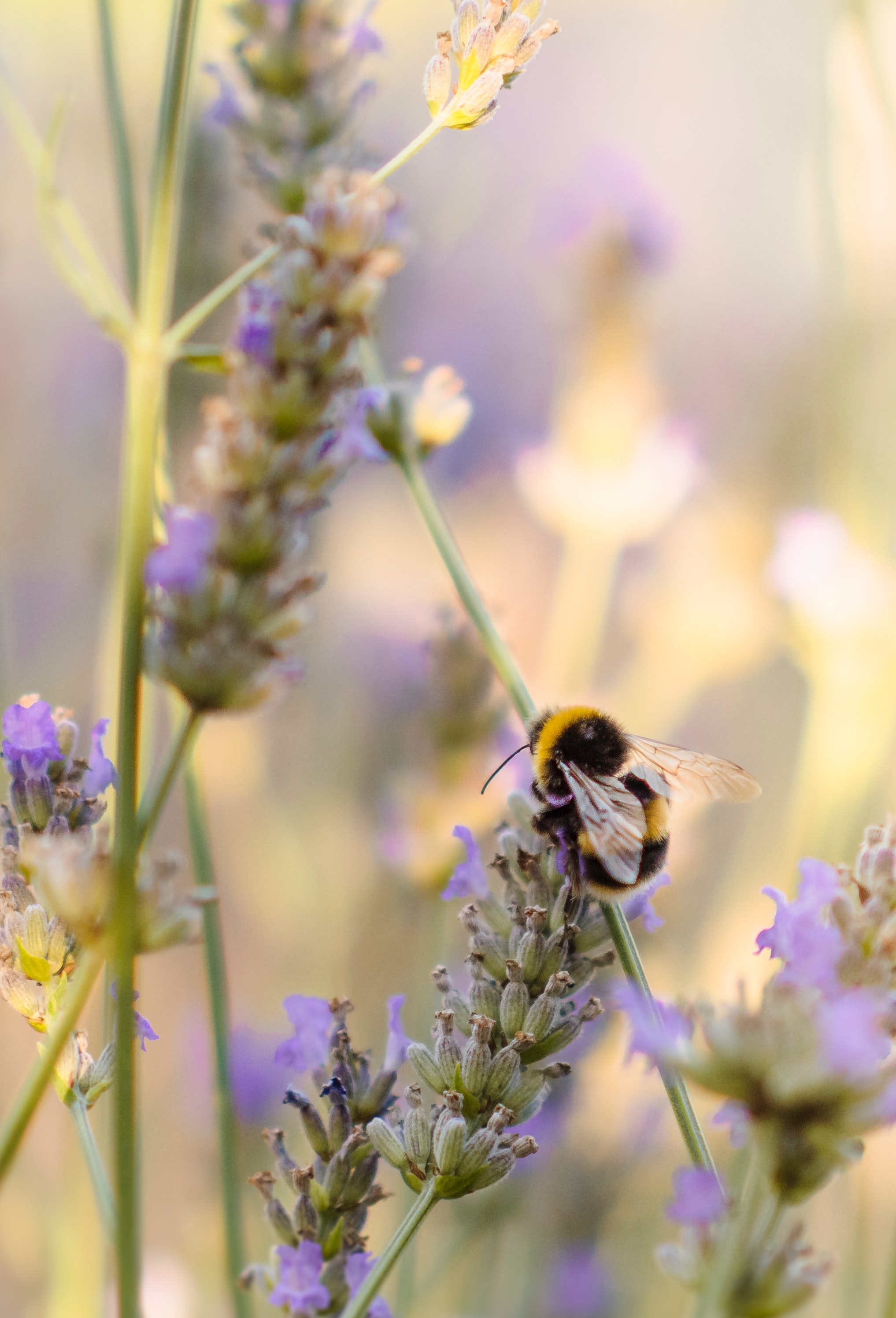 Download mobile wallpaper Bumblebee, Animals, Insect, Flower, Macro for free.