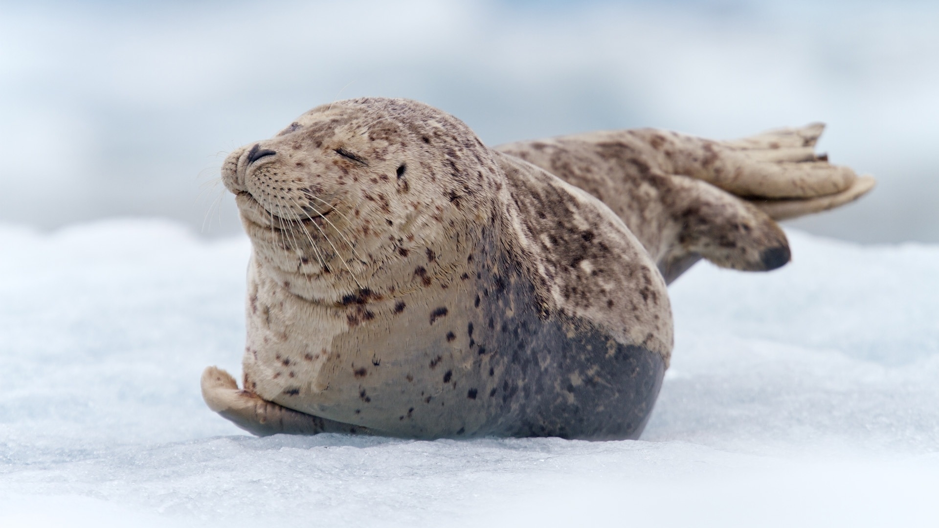 Laden Sie das Seals, Tiere-Bild kostenlos auf Ihren PC-Desktop herunter