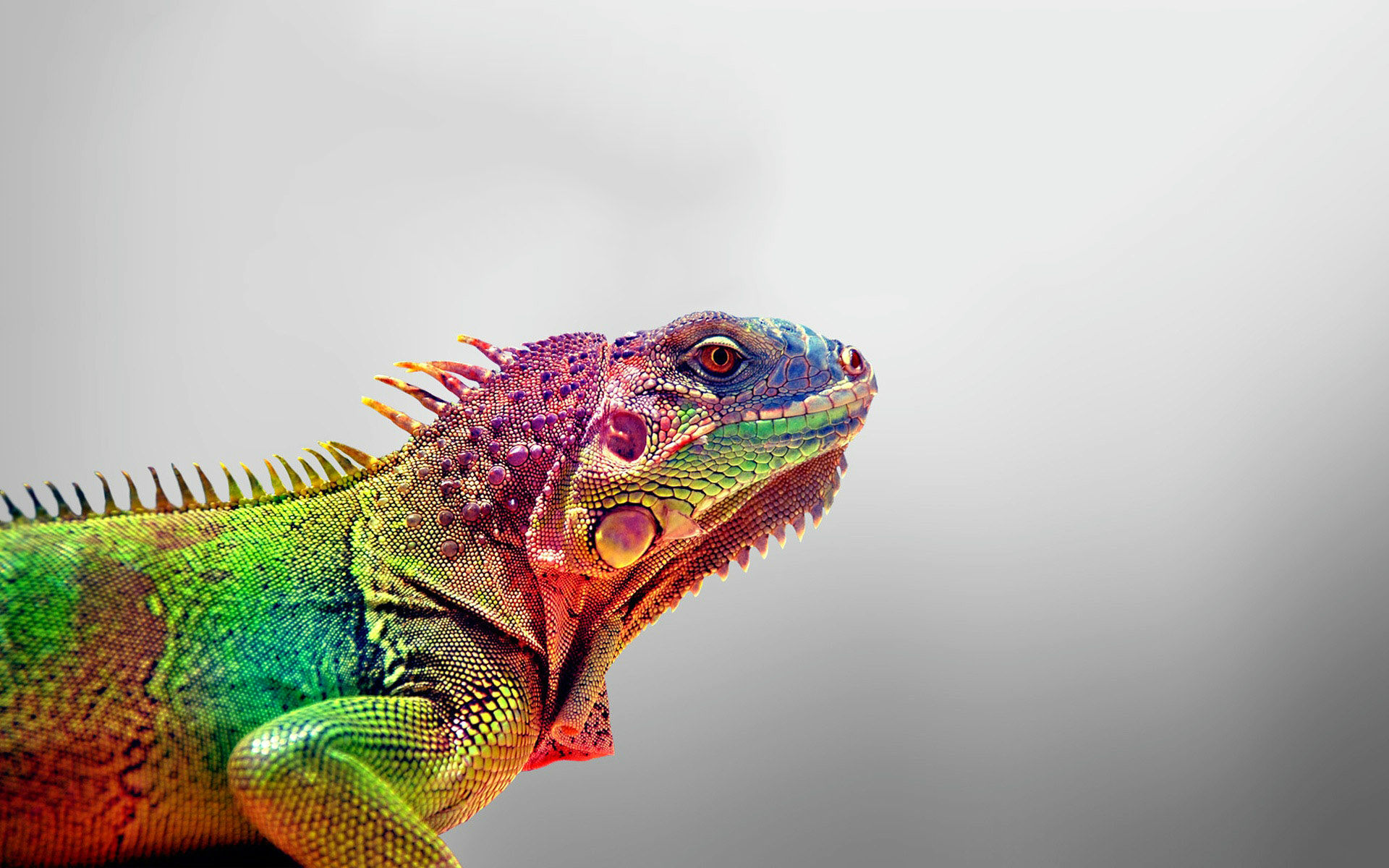250079画像をダウンロード爬虫類, 動物, イグアナ-壁紙とスクリーンセーバーを無料で