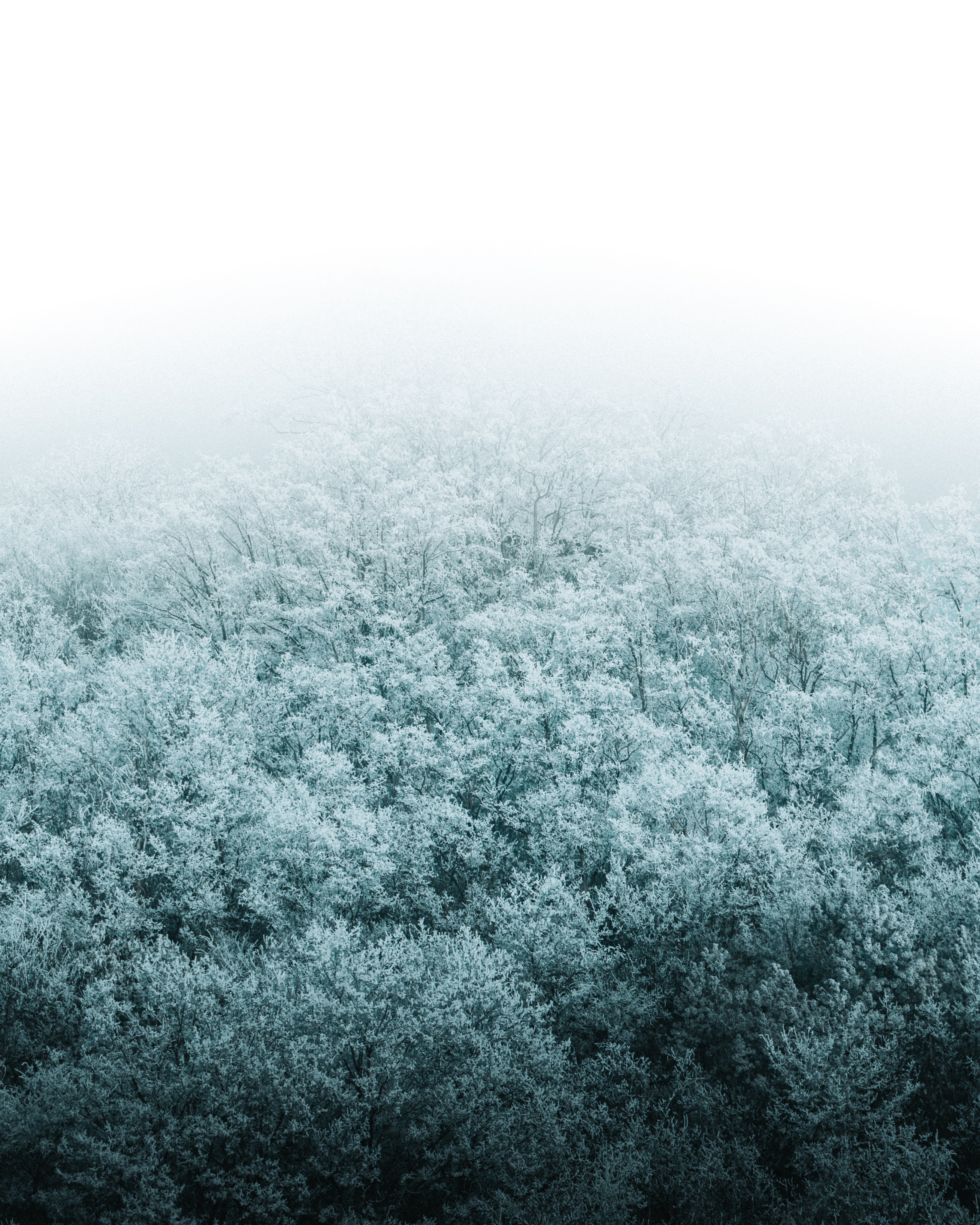 137387壁紙のダウンロード冬, 自然, 木, 雪, 上から見る, 森林, 森-スクリーンセーバーと写真を無料で