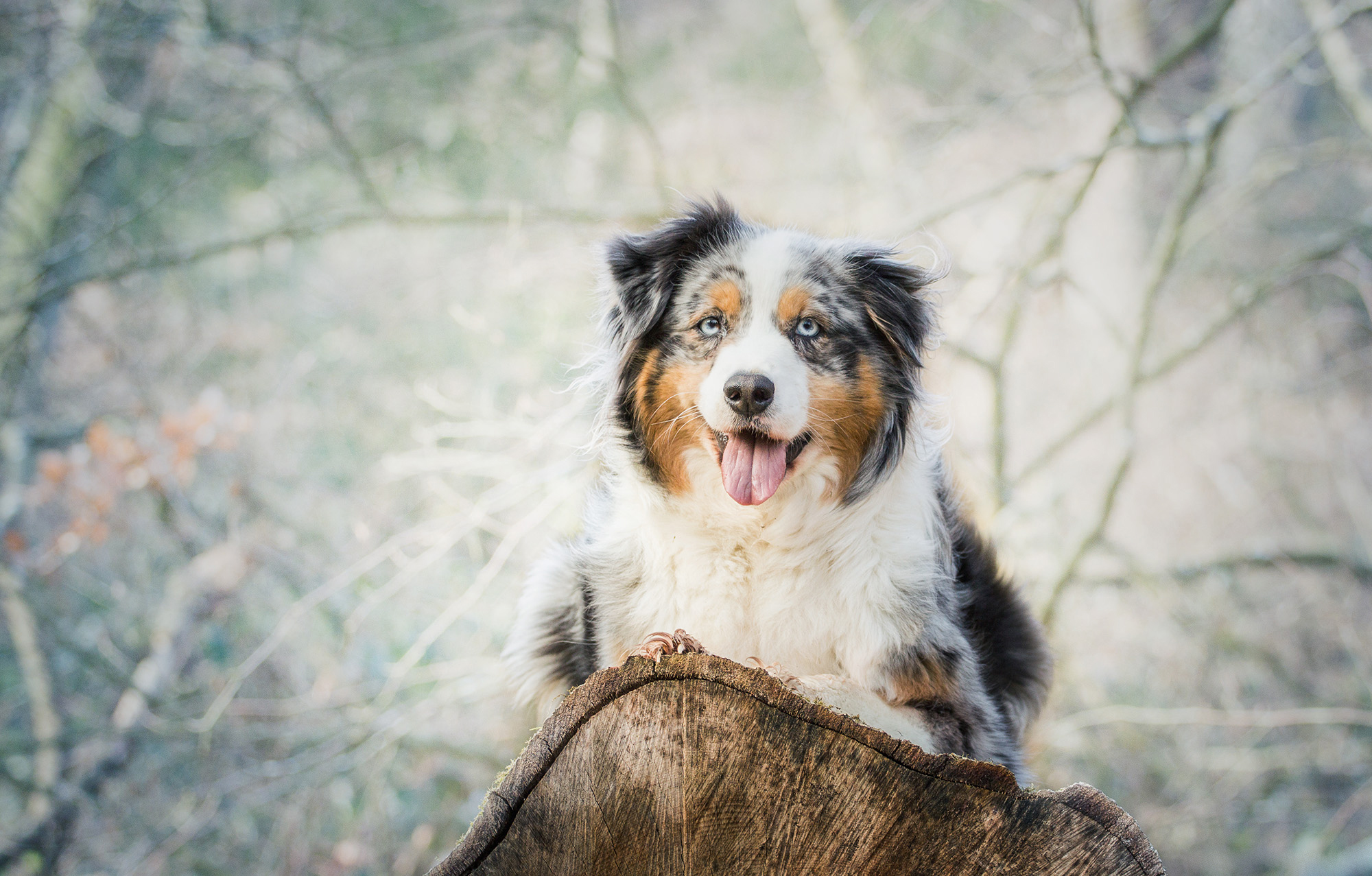 Download mobile wallpaper Lies, Spotty, Aussie, Spotted, Australian Shepherd, Dog, Animals for free.