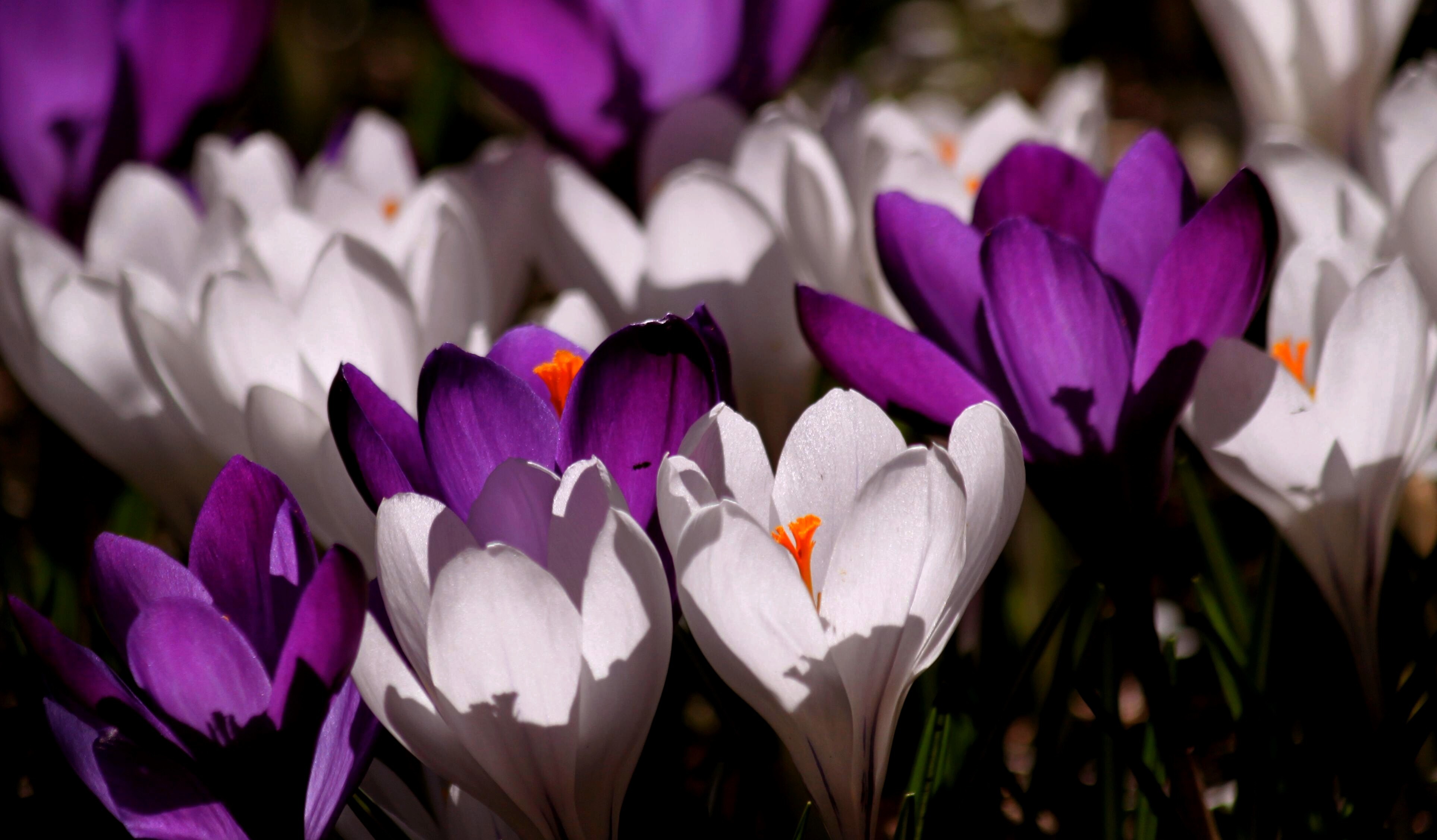 免费下载花卉, 花, 番红花, 春季, 白色的花, 紫花, 自然手机壁纸。