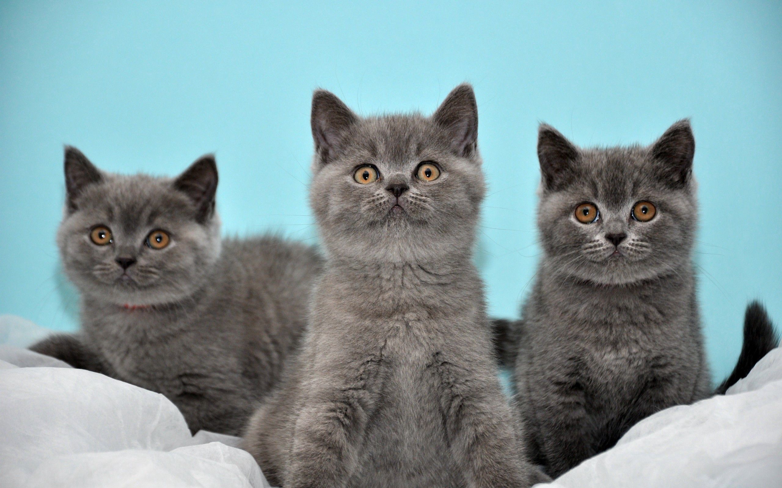 kittens, animals, gray, to lie down, lie, three Free Stock Photo