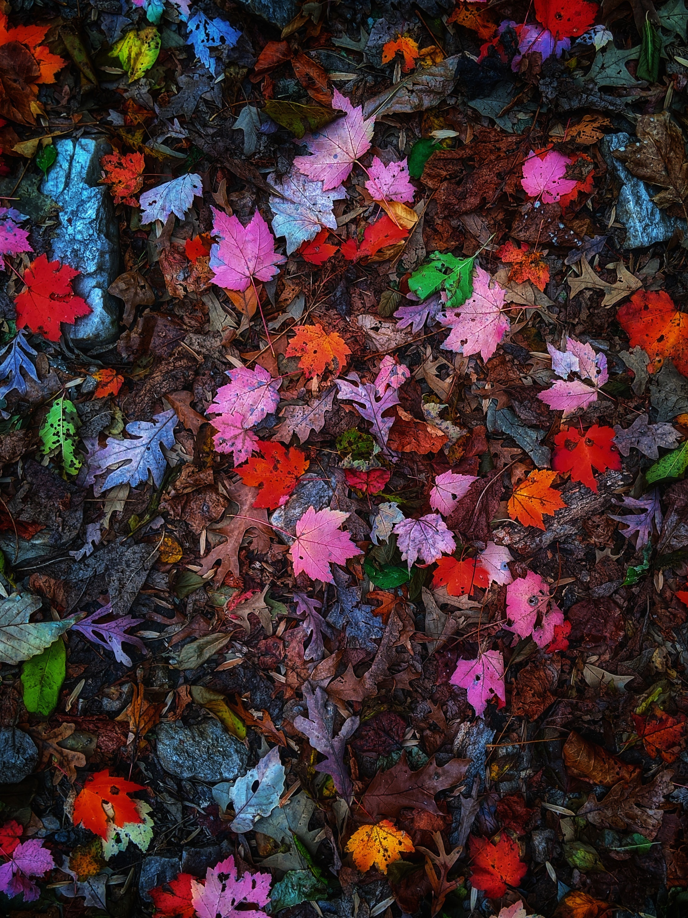 leaves, multicolored, nature, autumn, motley Phone Background