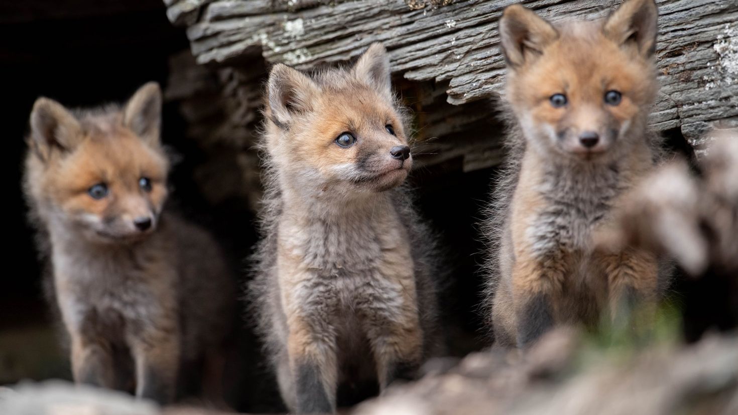 Baby fox фото