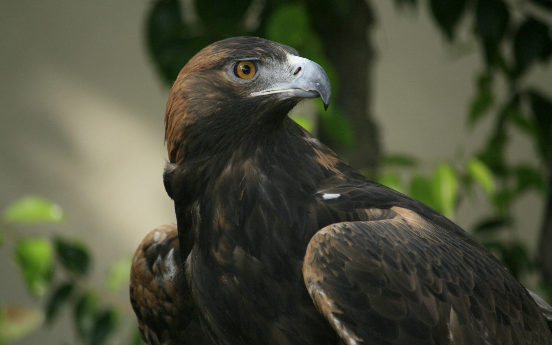 Descarga gratuita de fondo de pantalla para móvil de Animales, Cabeza, Pico, Pájaro, Águila.