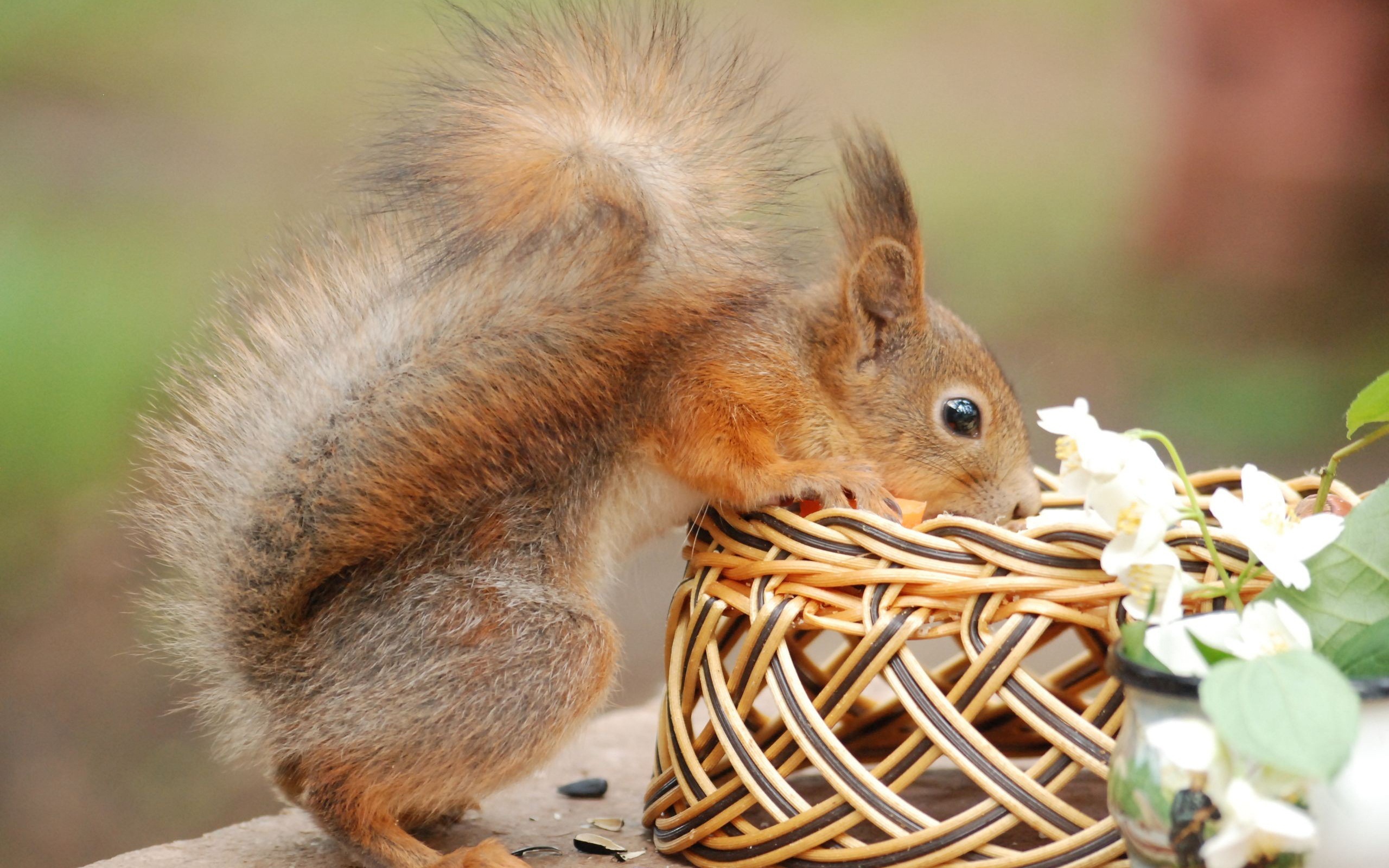 squirrel, animal, basket, rodent Full HD