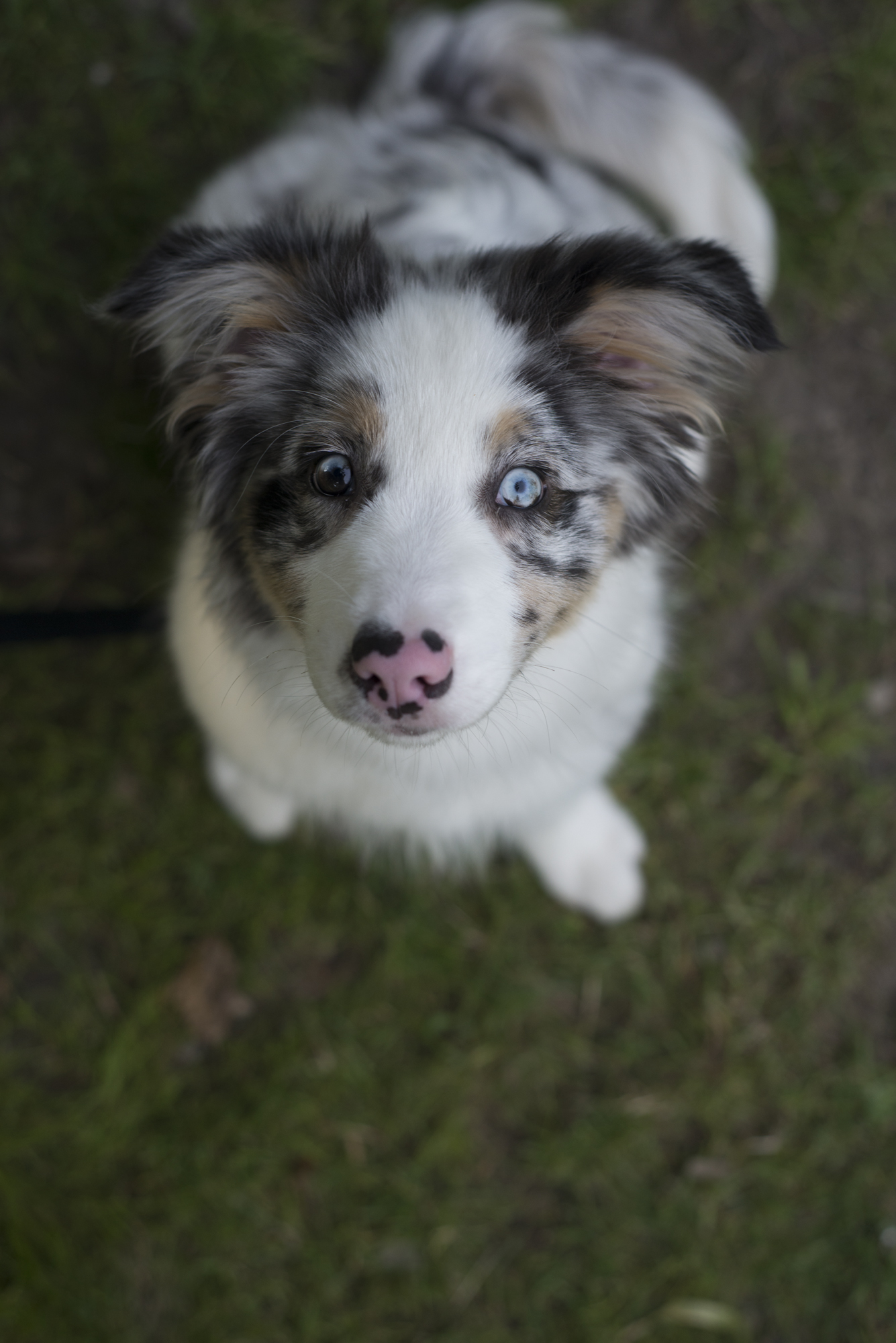 android animals, dog, spotted, spotty, nice, sweetheart, puppy, australian shepherd