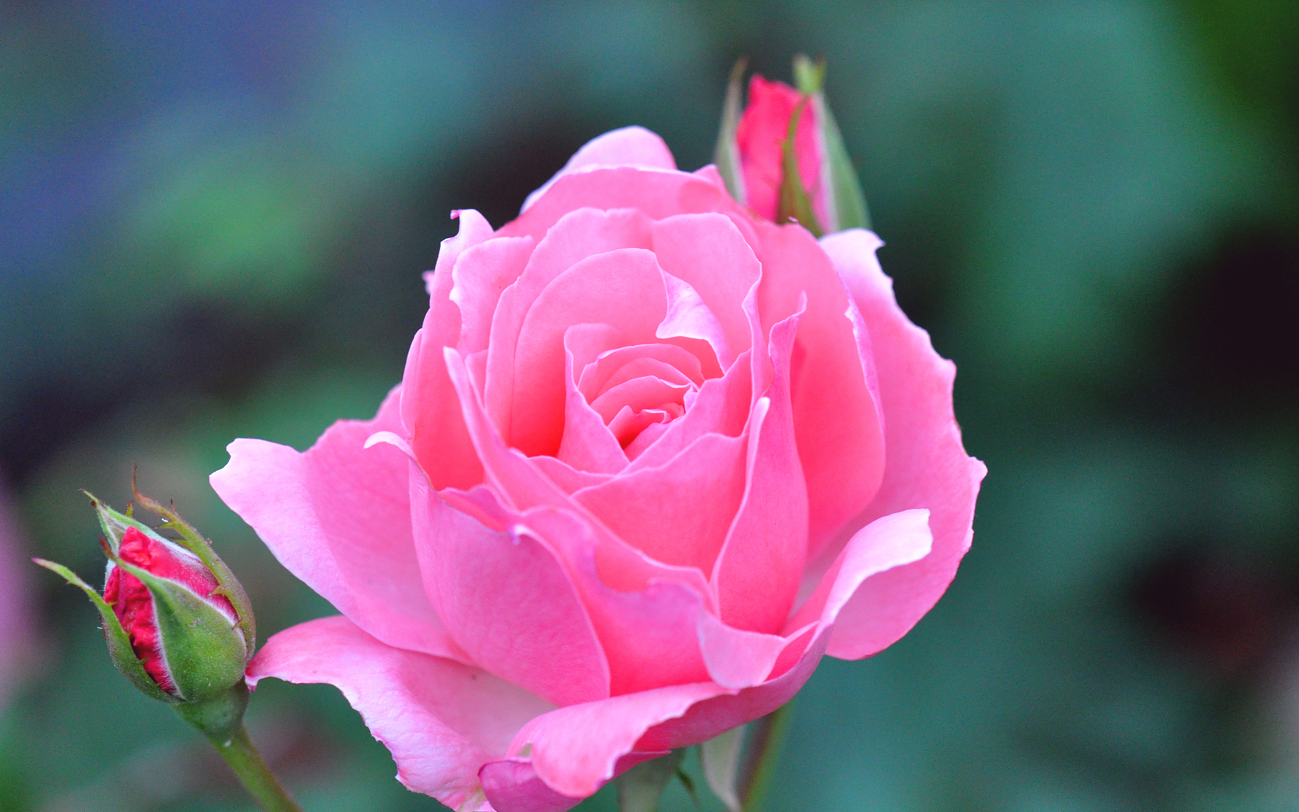 pink rose, earth, rose, bud, flower, flowers