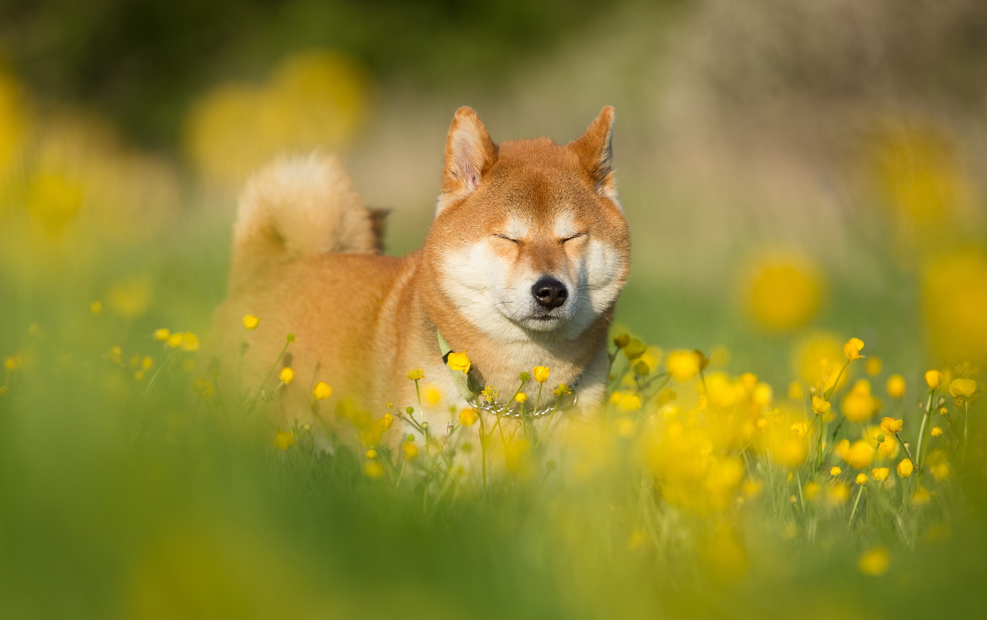 shiba inu, animal, dog, field, flower, summer, dogs QHD