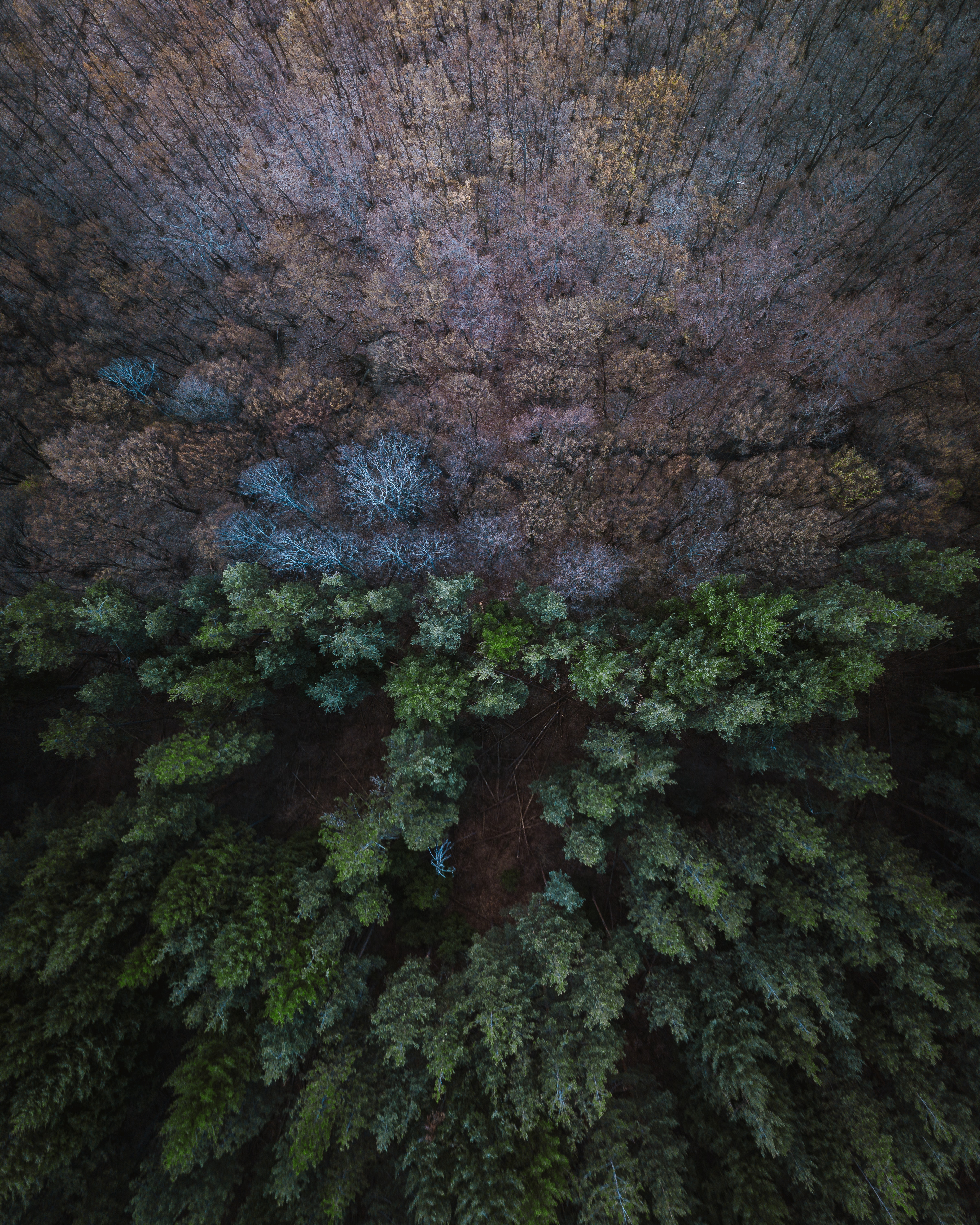 view from above, balance, nature, forest