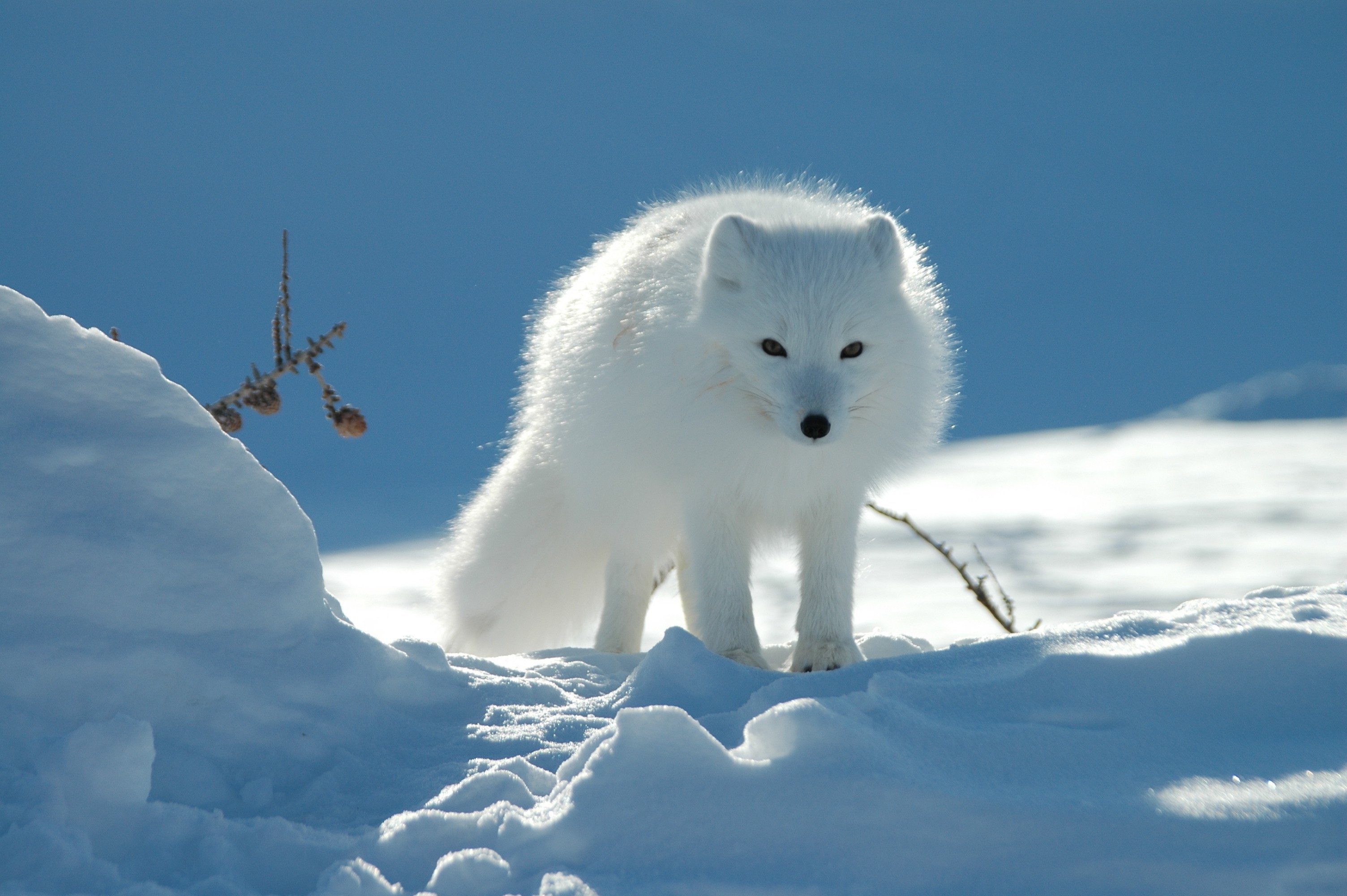 460545 免費下載壁紙 动物, 北极狐, 雪, 冬季, 小狗 屏保和圖片