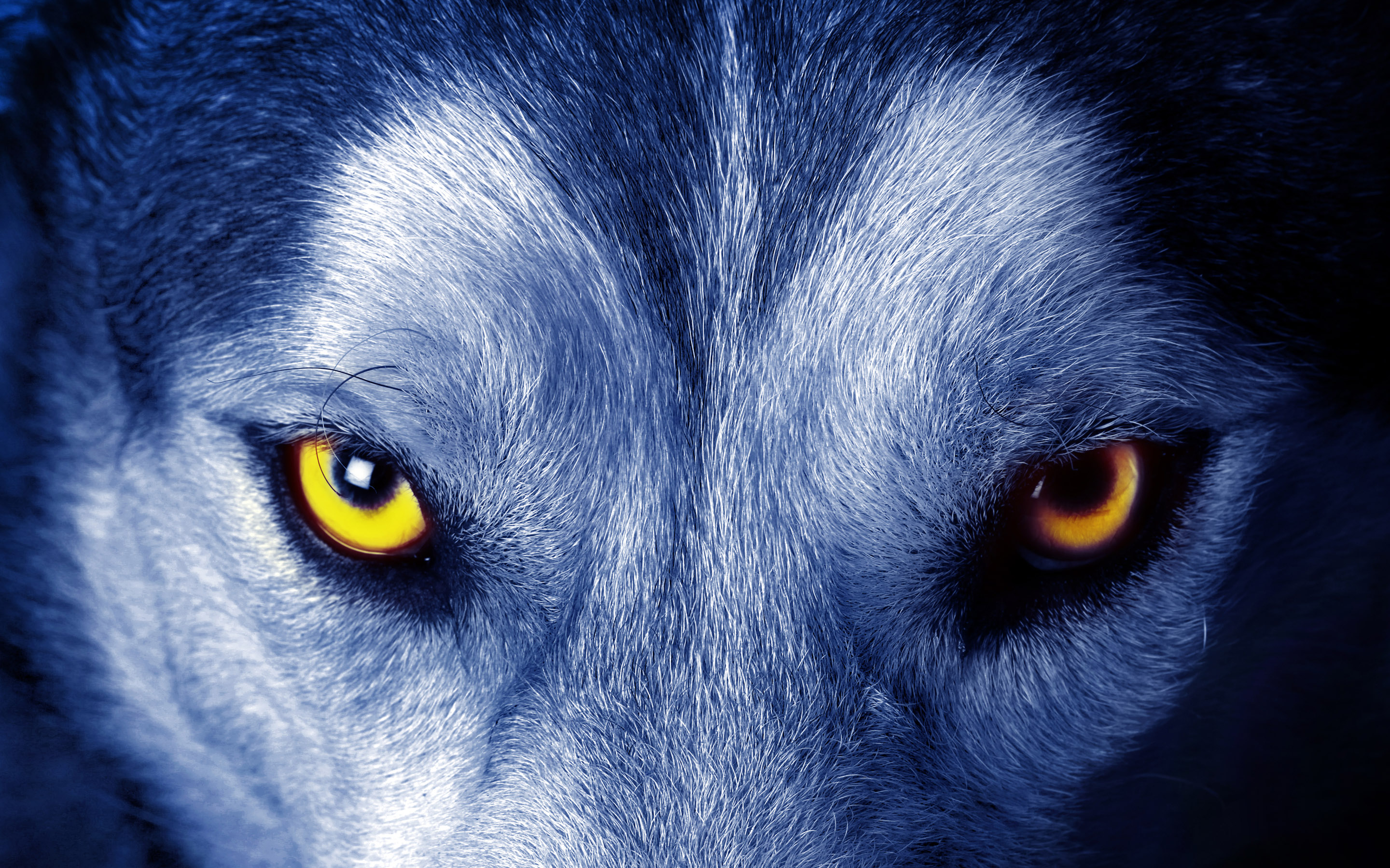 wolf, animal, eye, wolves 32K