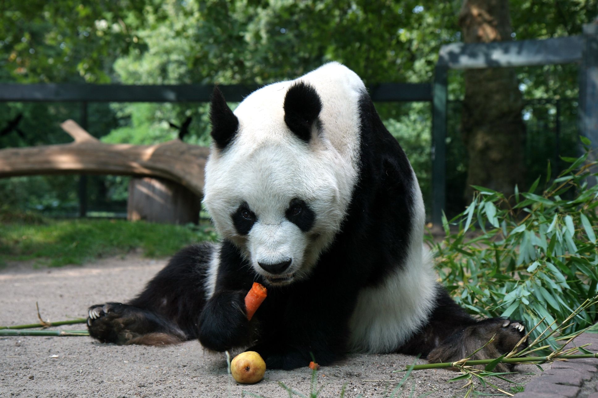 Download mobile wallpaper Sit, Animals, Food, Panda for free.