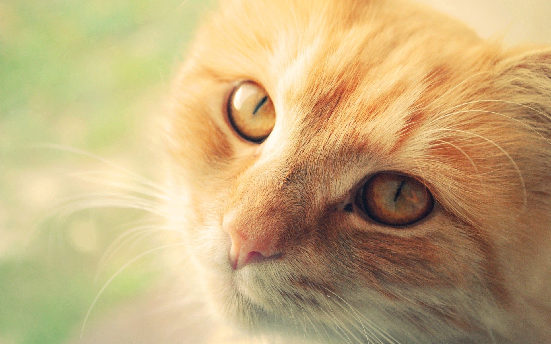 Download mobile wallpaper Sight, Muzzle, Opinion, Redhead, Animals, Cat for free.