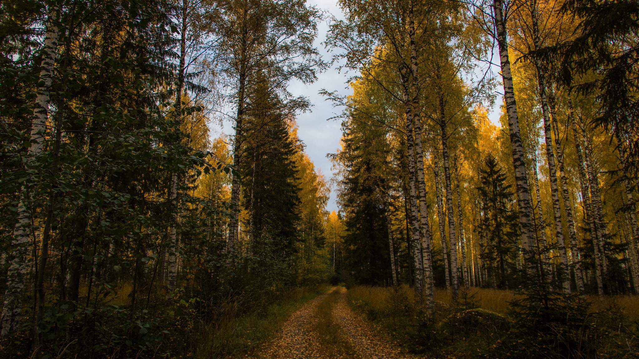 Download mobile wallpaper Forest, Fall, Spruce, Path, Birch, Man Made for free.