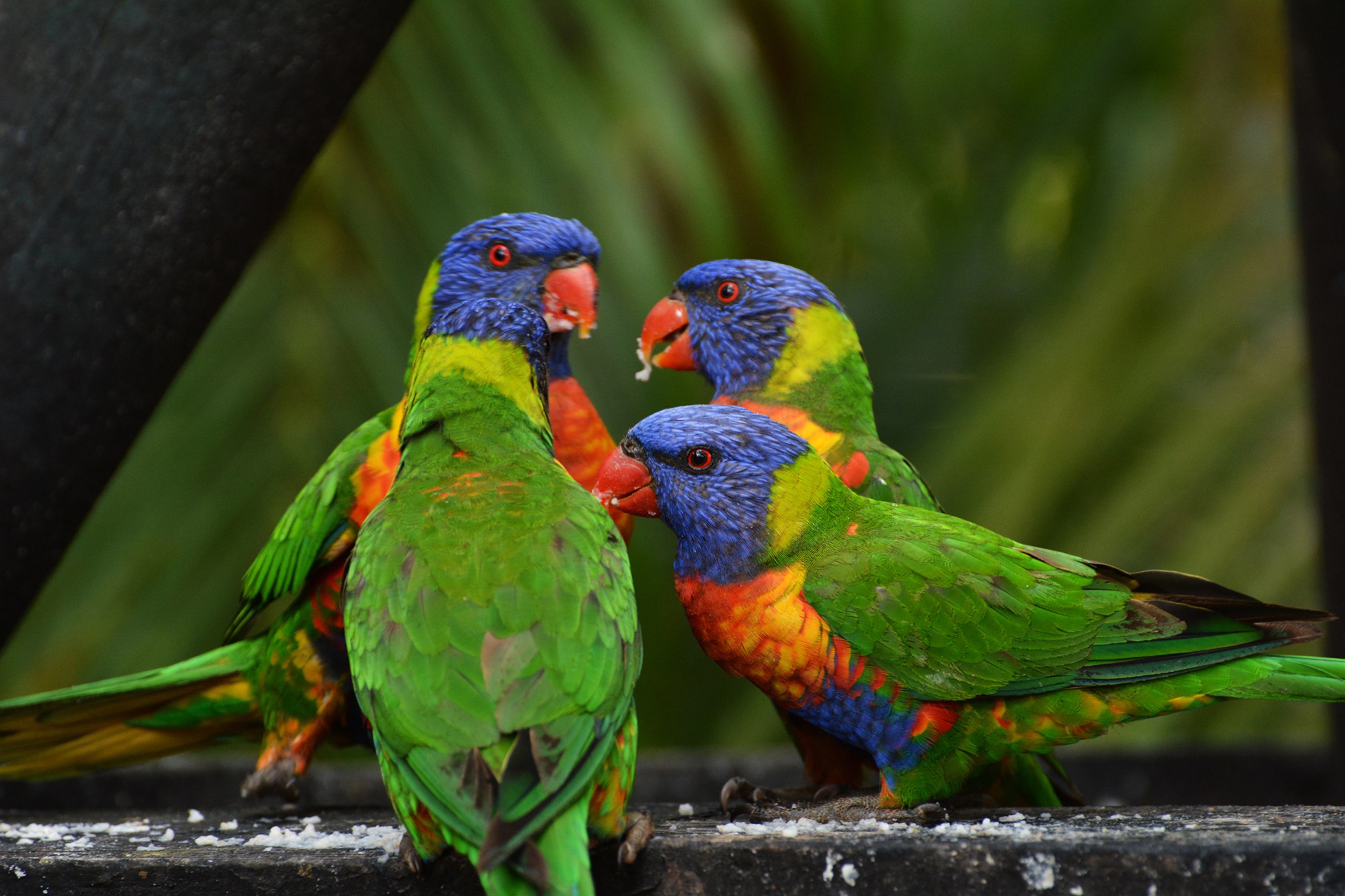 multicolor lorikeet, birds, parrots, animals, multi colored loriket