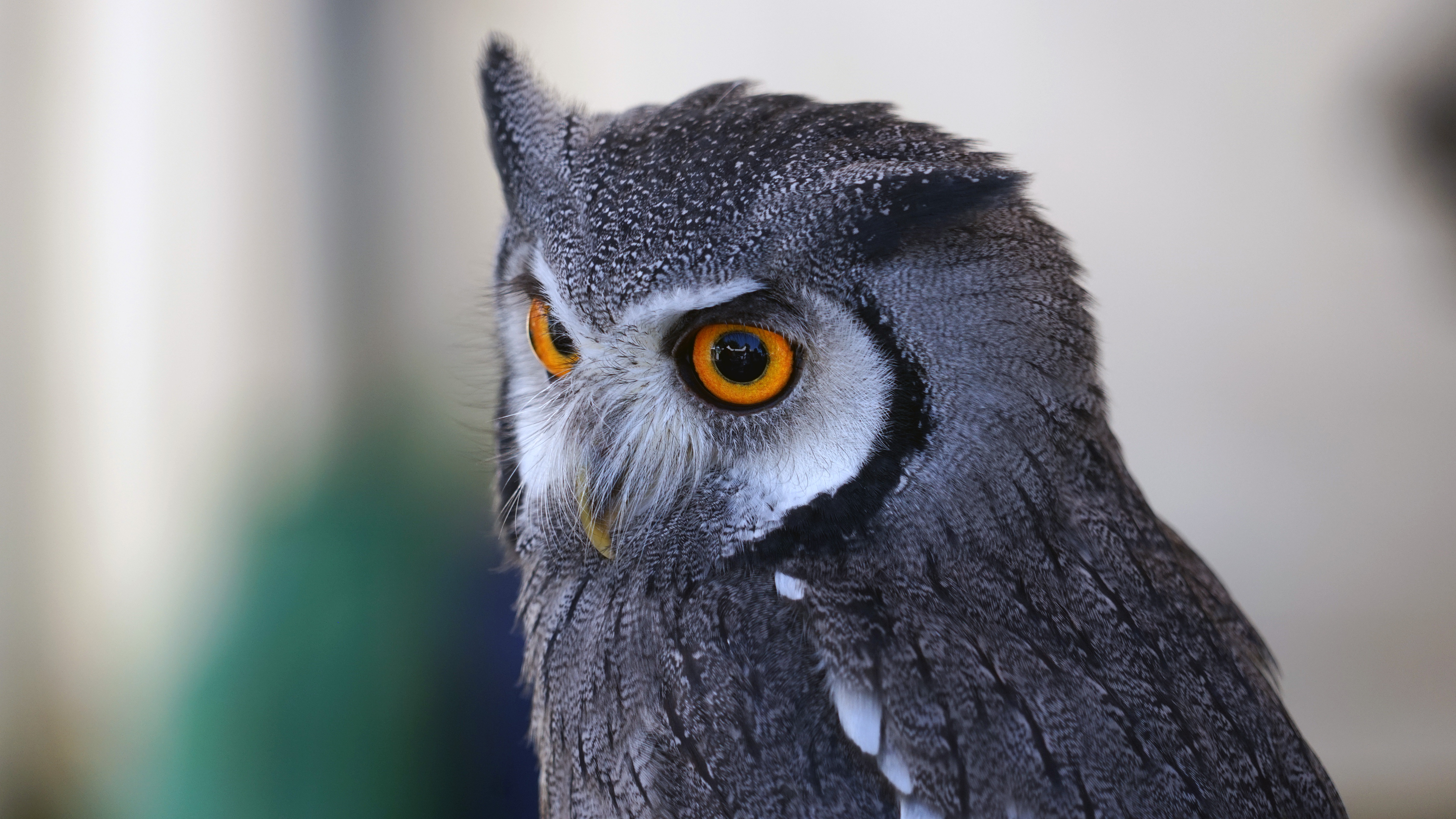 HD wallpaper owl, animals, bird, eyes, predator