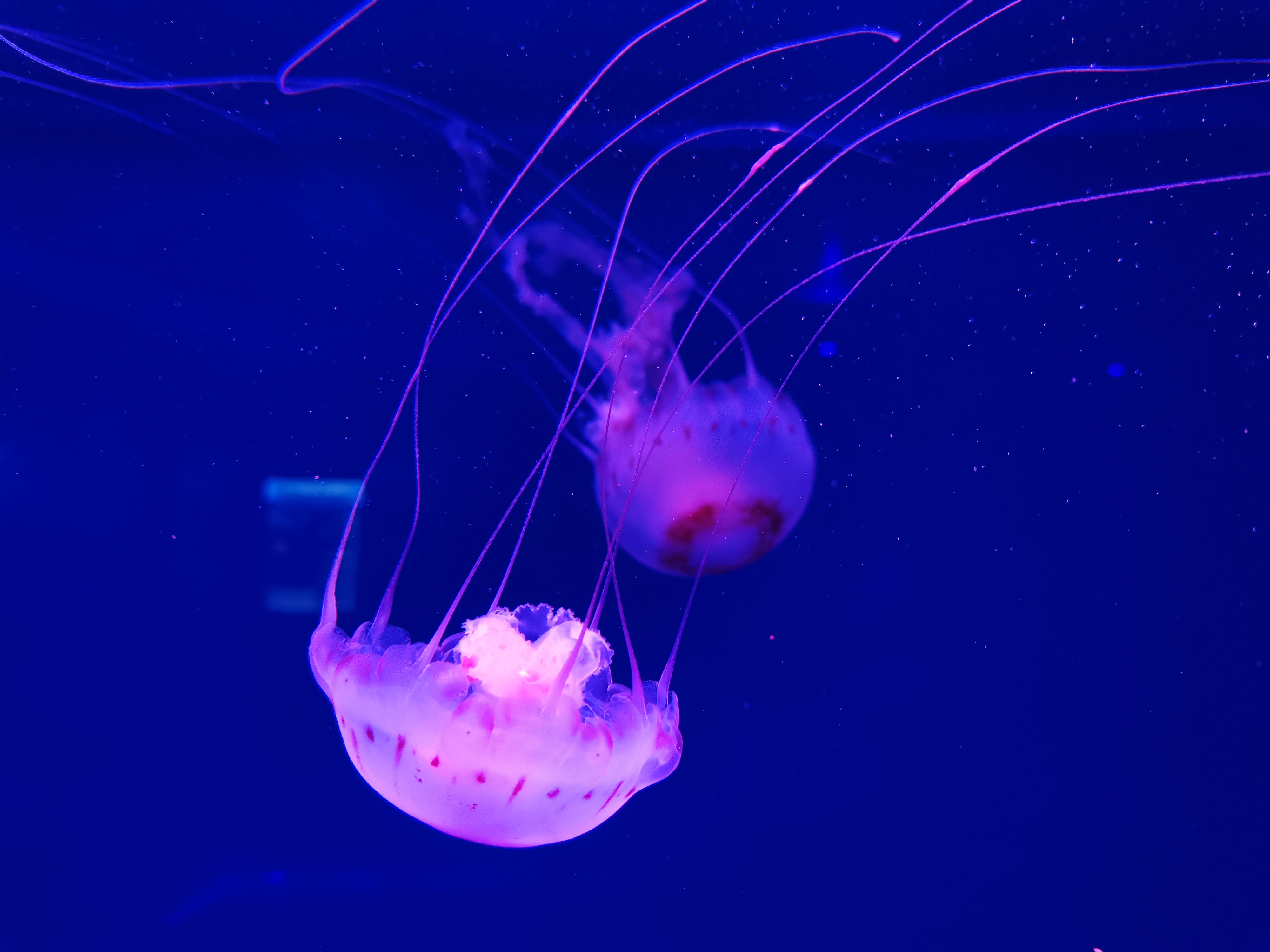 animals, water, jellyfish, underwater world, tentacle, handsomely, it's beautiful