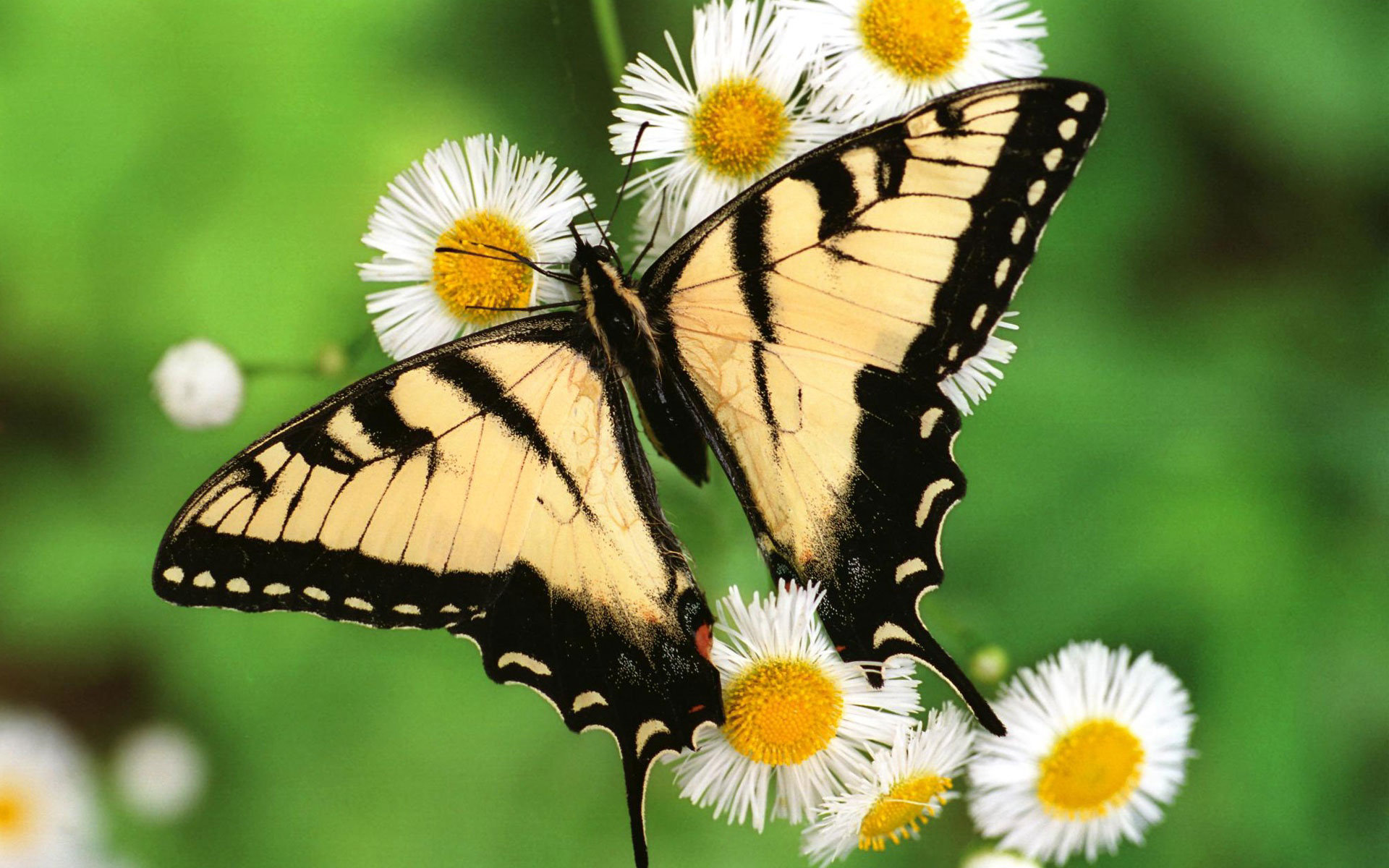 butterfly, close up, macro, animal, daisy, swallowtail butterfly