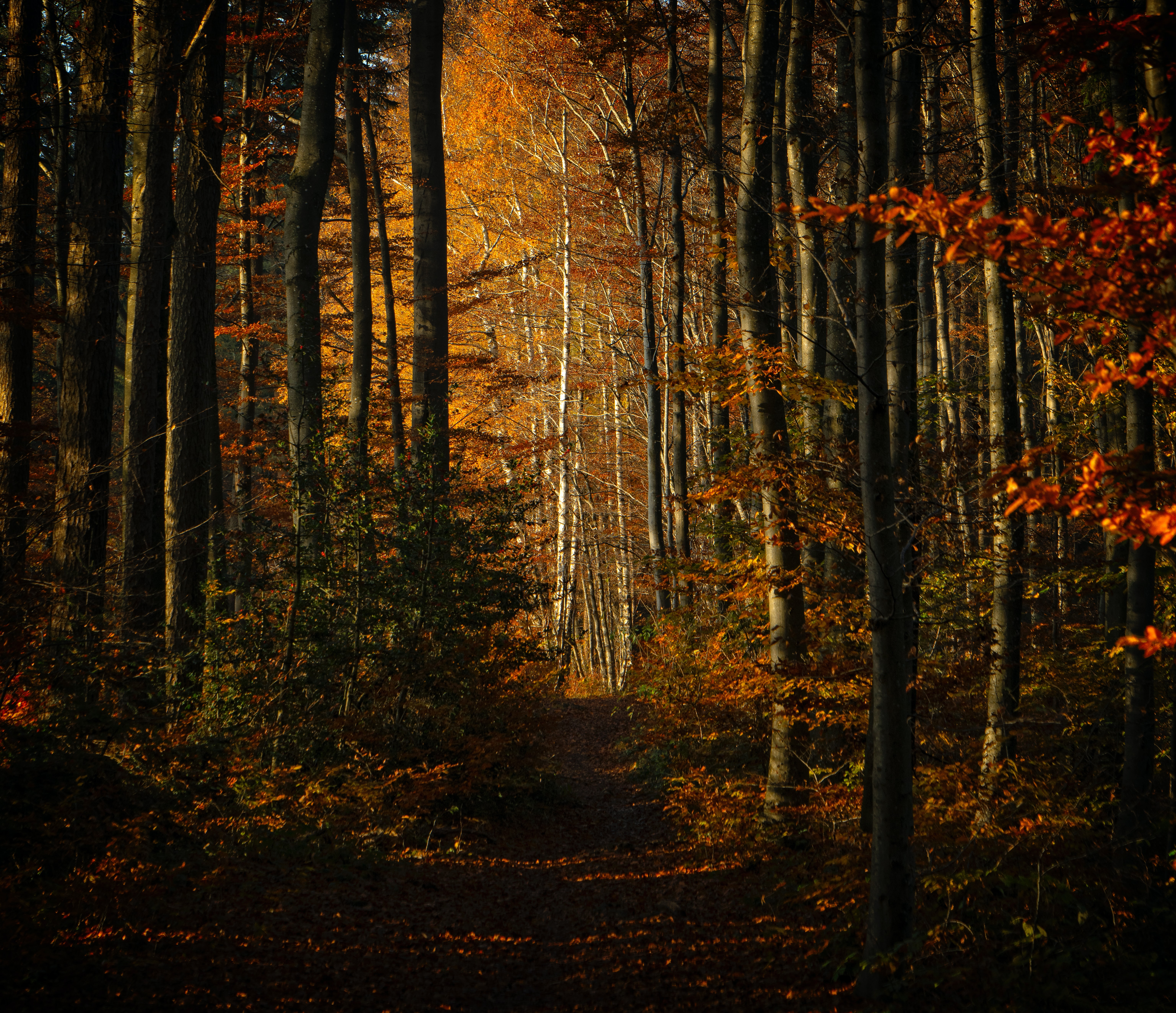 Laden Sie das Bäume, Pfad, Natur, Wald, Herbst-Bild kostenlos auf Ihren PC-Desktop herunter