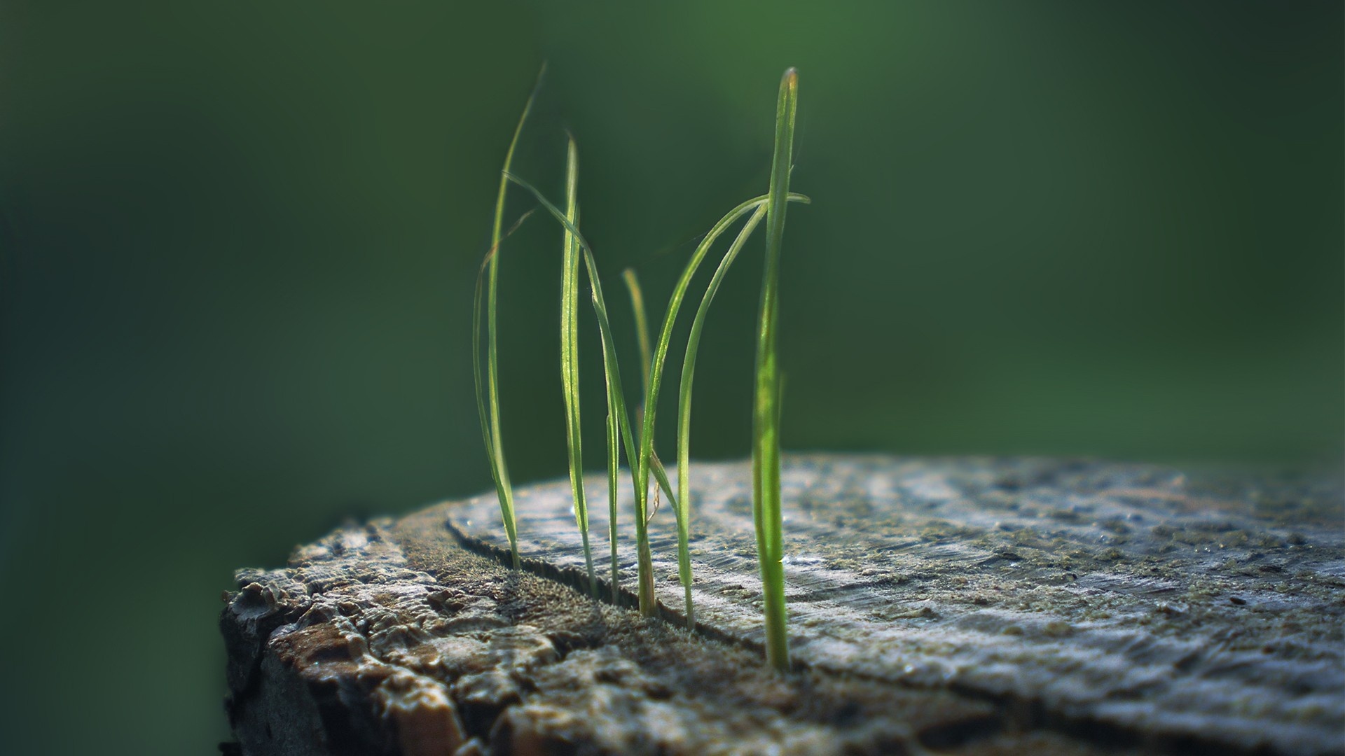 earth, sprout, macro, stump