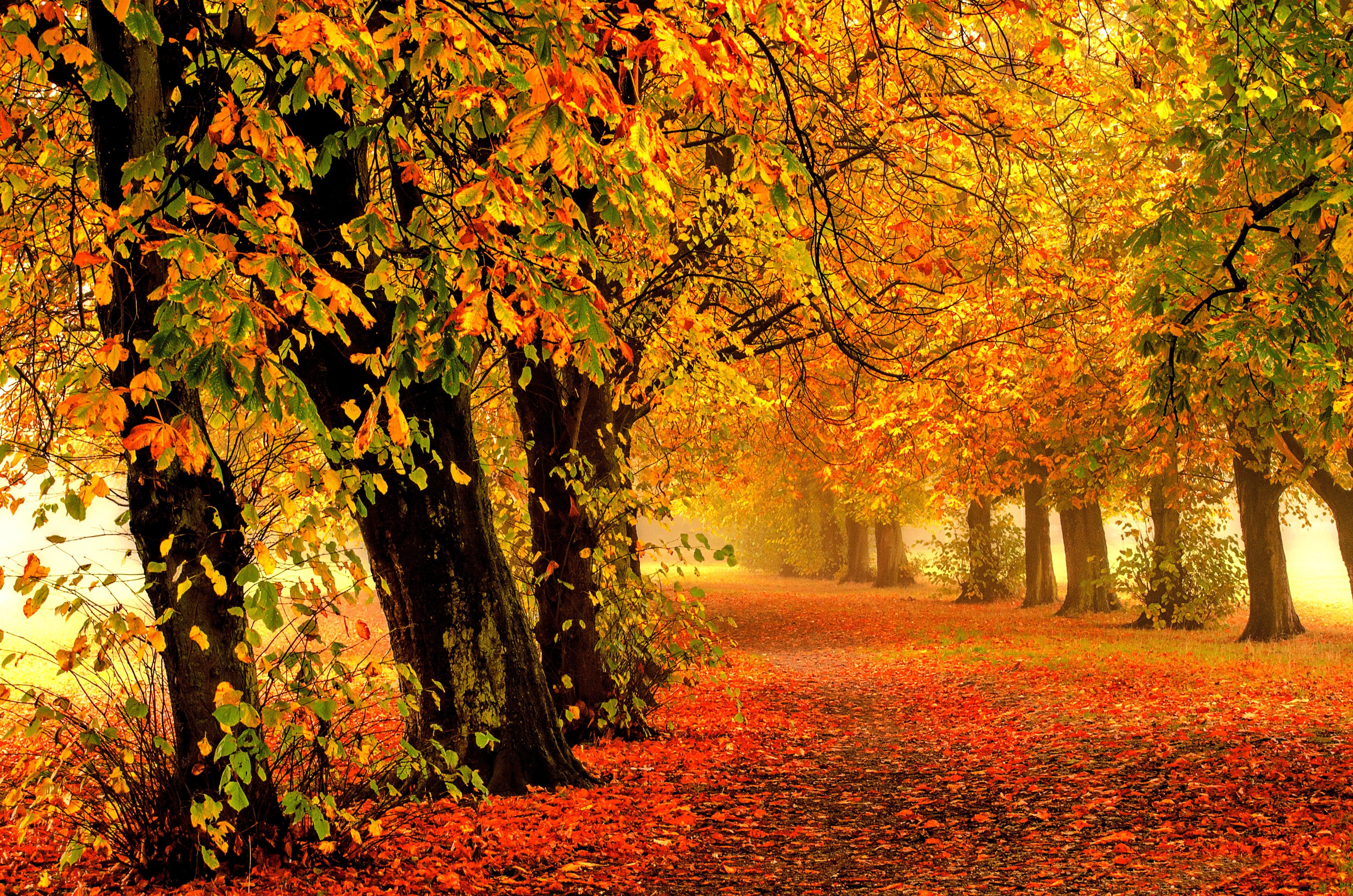Куз 2. Красивая осень. Осенняя природа. Природа осень. Осенний лес.