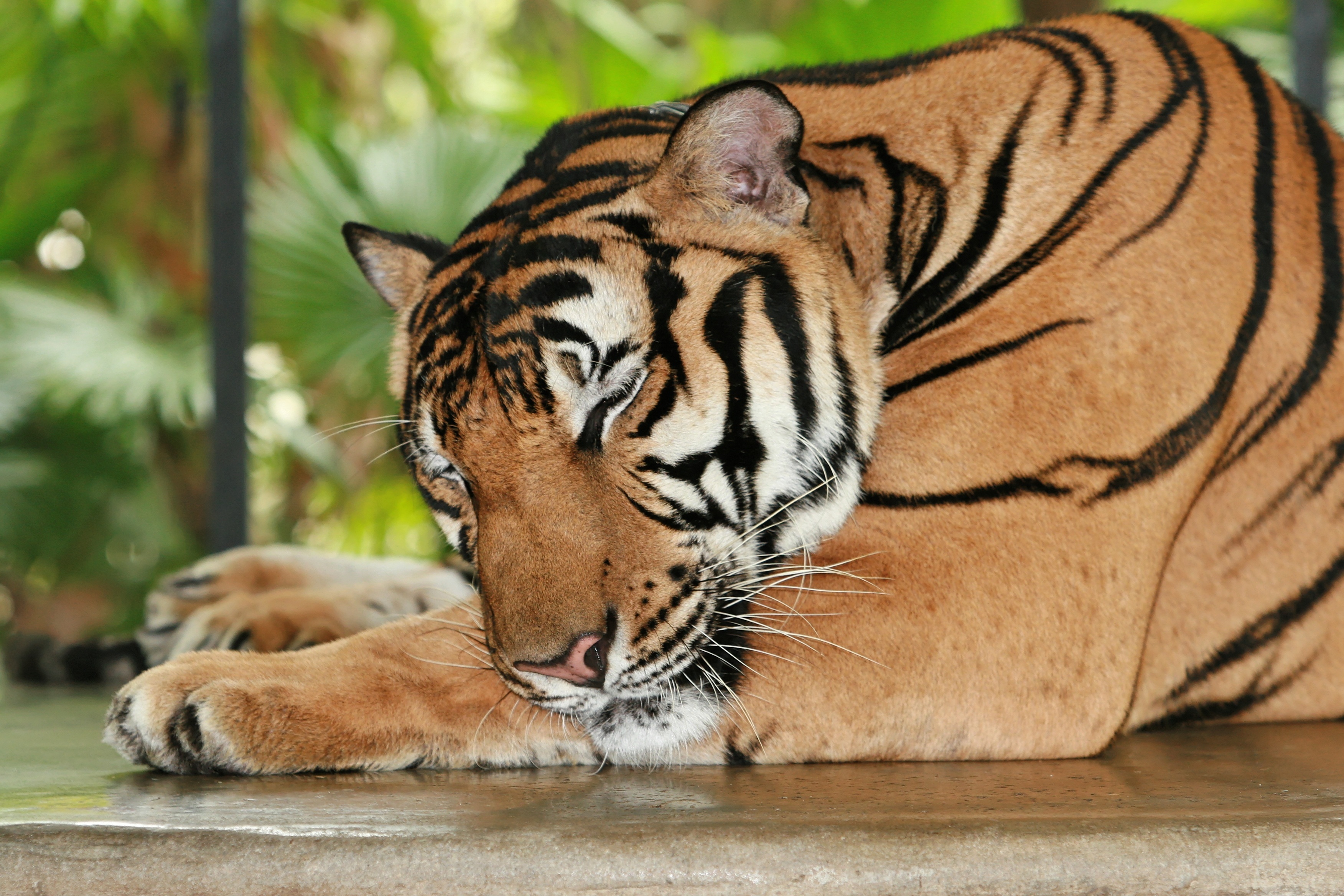 relaxation, animals, predator, rest, tiger, sleep, dream 4K