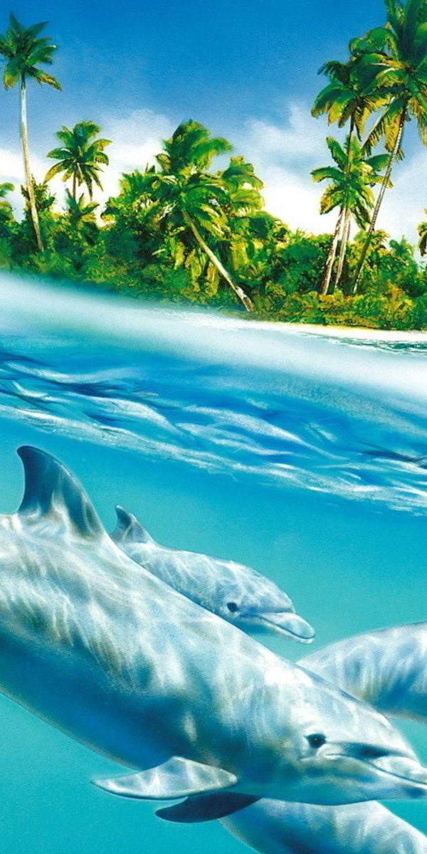 Живое море на телефон. Заставки на планшет. Фотообои на планшет. Красивые заставки на планшет. Море пальмы дельфины.
