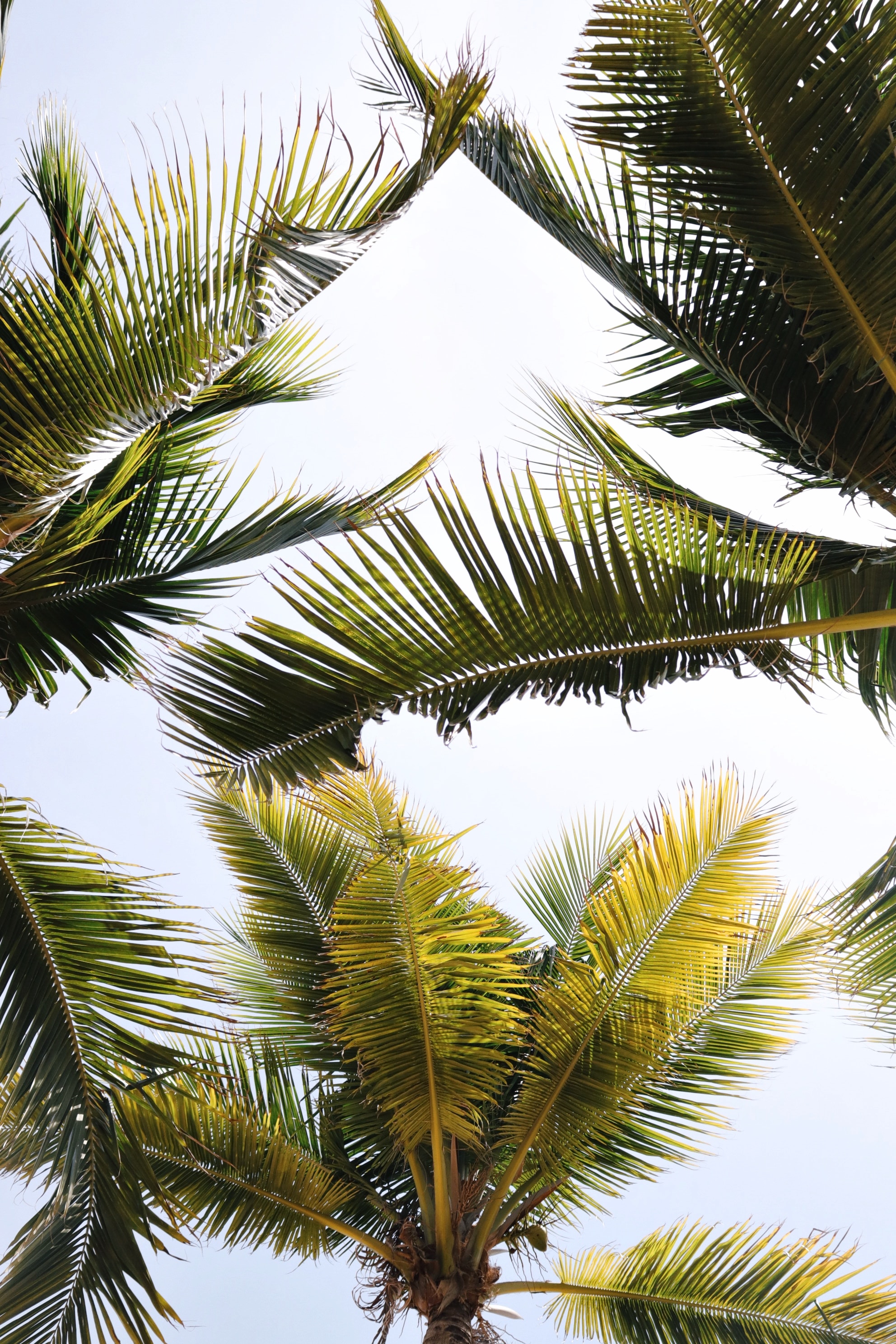 128809 descargar imagen zona tropical, naturaleza, hojas, palms, sucursales, ramas, trópico: fondos de pantalla y protectores de pantalla gratis