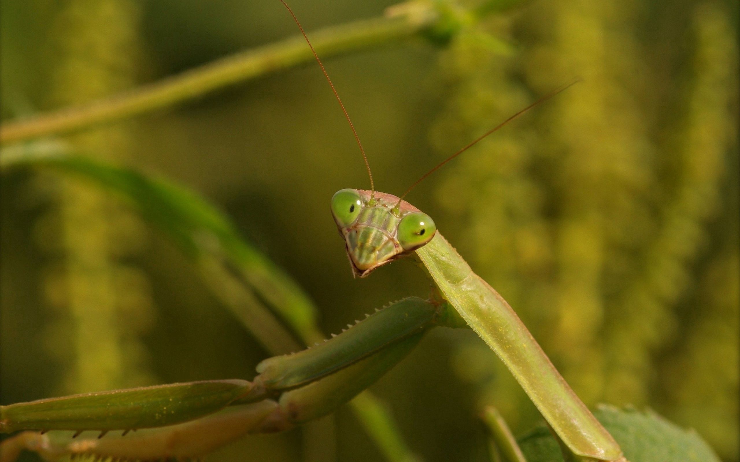 grass, macro, mantis, insect Full HD