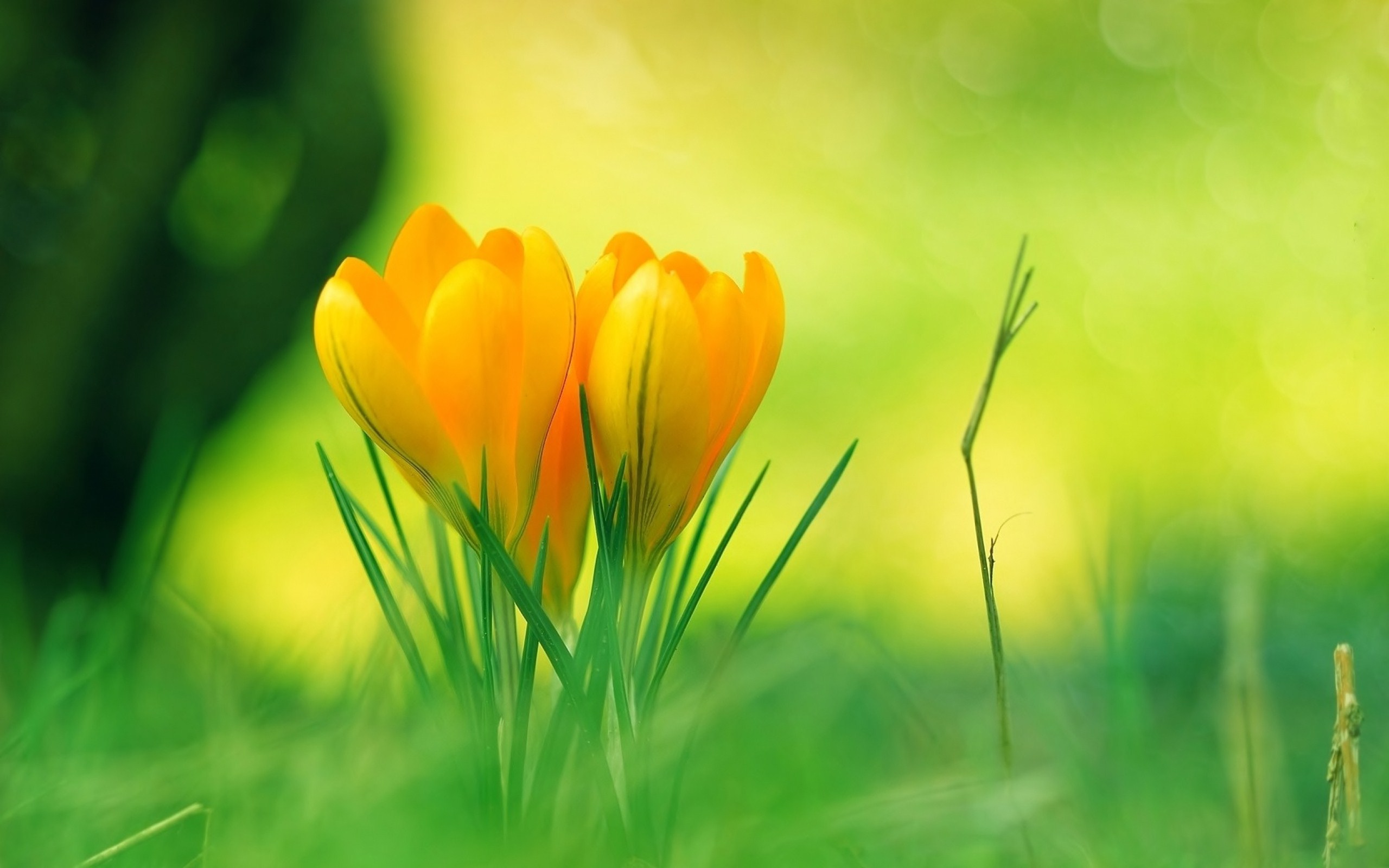 Download mobile wallpaper Crocus, Pastel, Flowers, Earth for free.