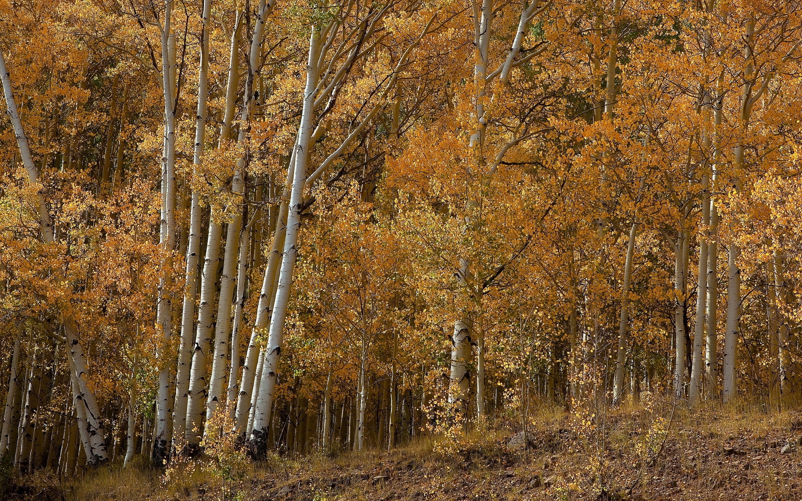 landscape, trees, autumn, birches, orange Phone Background