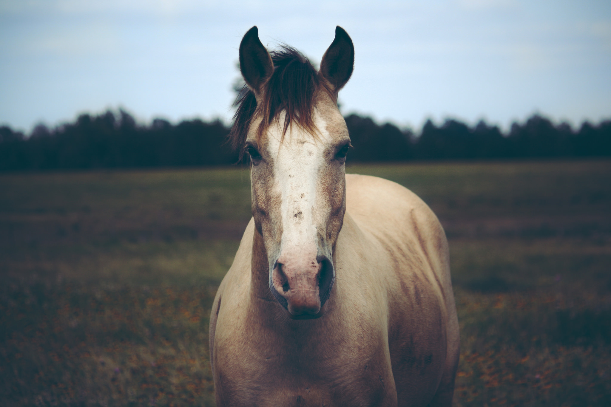 Download mobile wallpaper Animal, Horse, Stare, Depth Of Field for free.