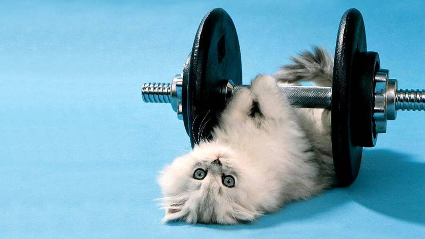 Gym Cat