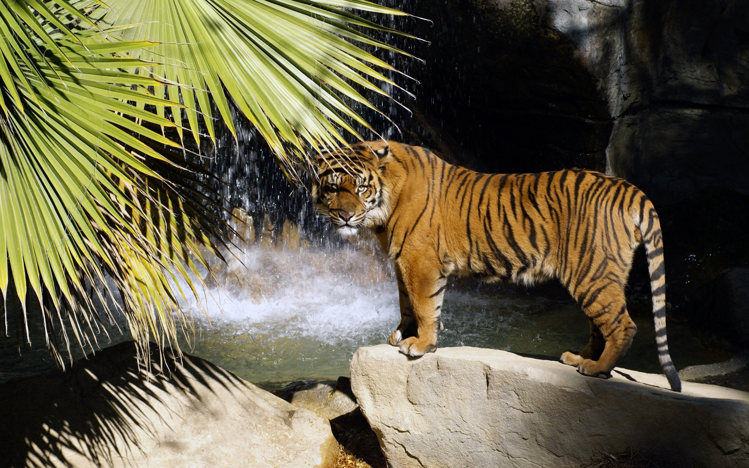 Download mobile wallpaper Tiger, Bush, Animals, Stones, Waterfall for free.