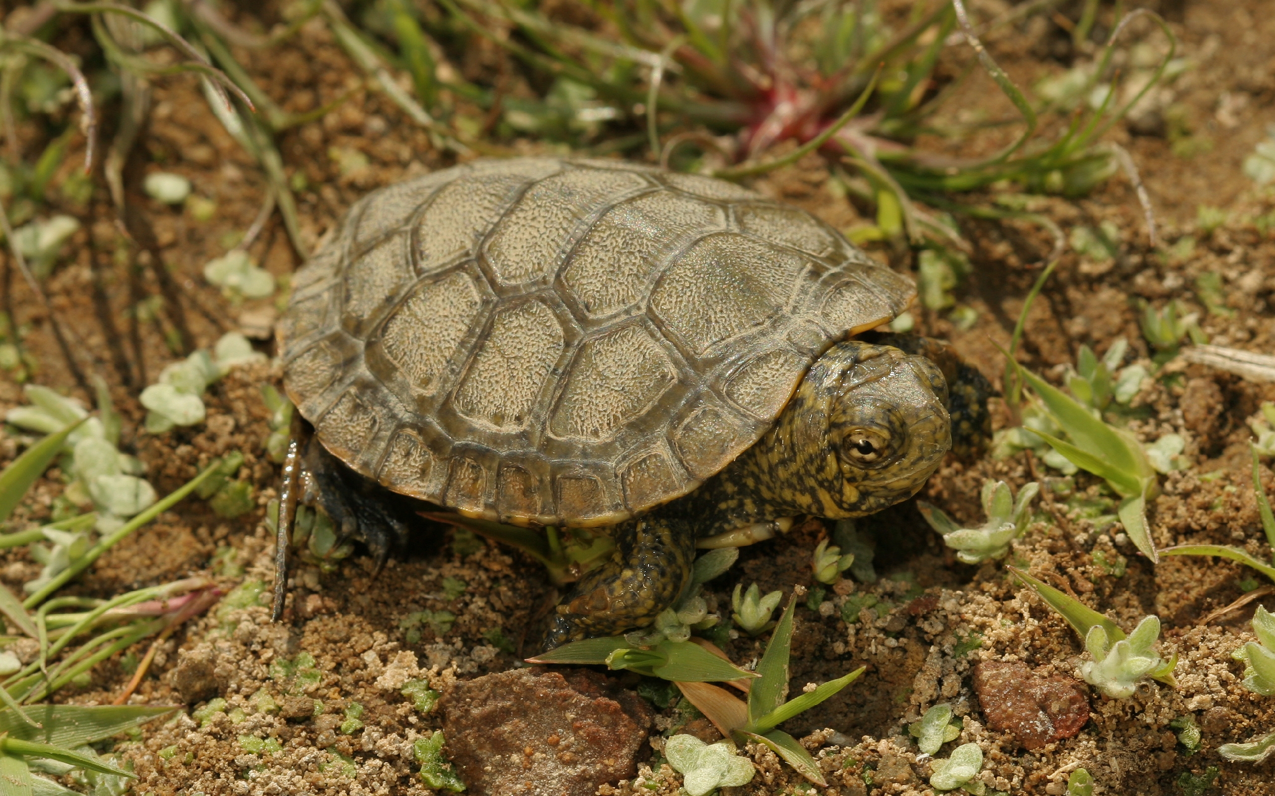 turtles, animal, tortoise Smartphone Background