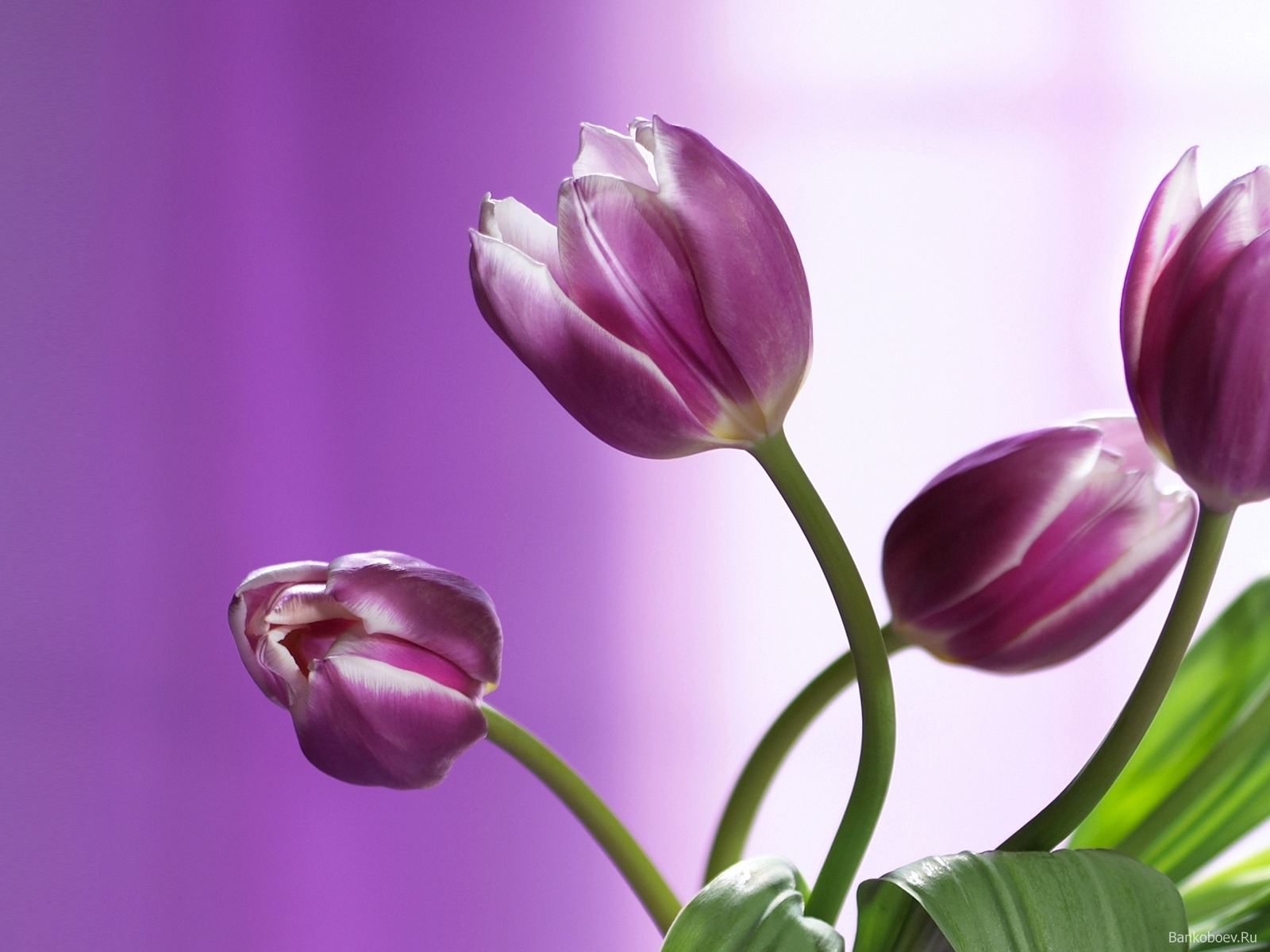 Téléchargez des papiers peints mobile Plantes, Tulipes, Fleurs gratuitement.