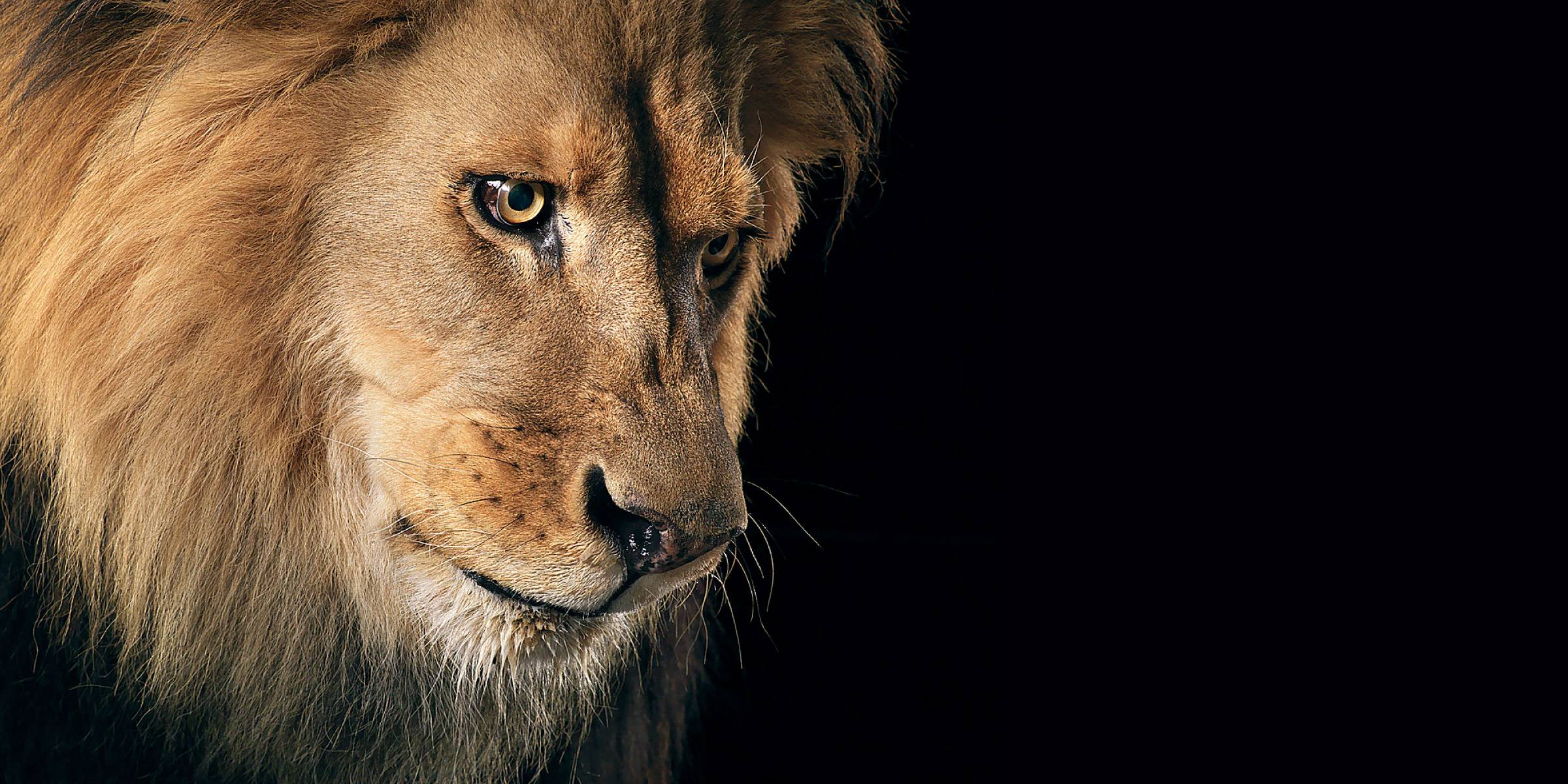 animal, cats, lion phone wallpaper