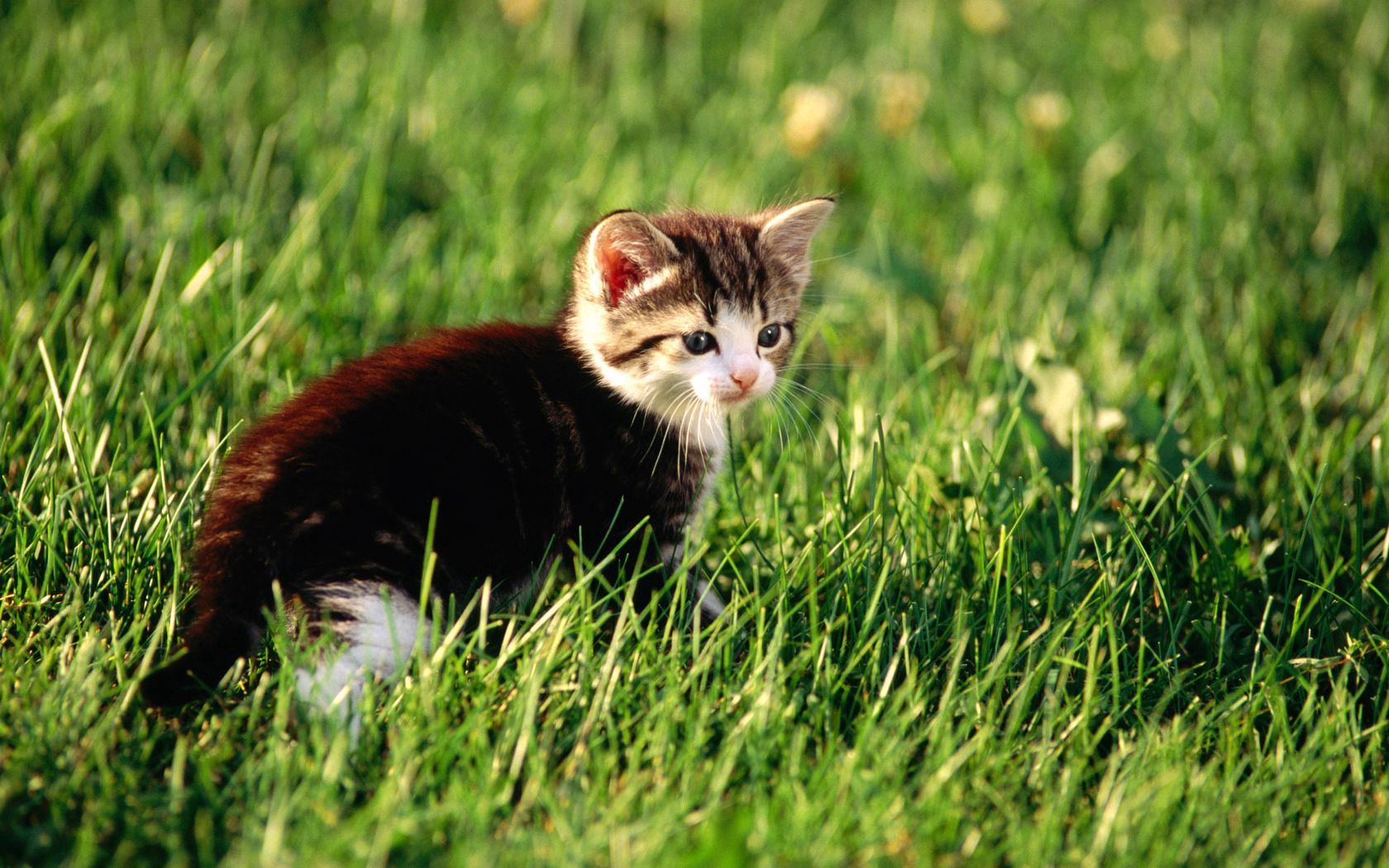 animals, grass, sit, kitty, kitten, hunting, hunt