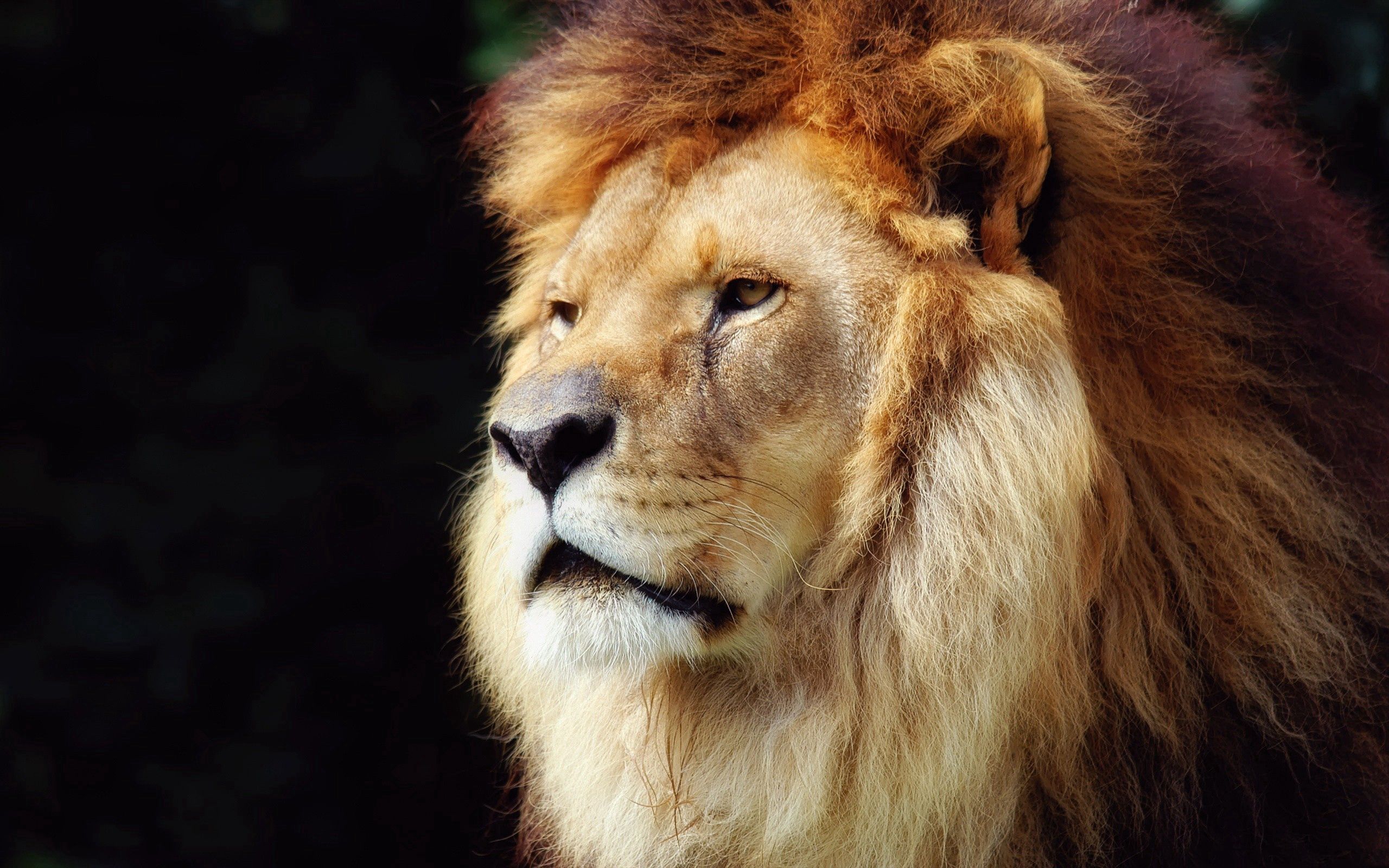 無料モバイル壁紙ライオン, 綺麗な, 美しい, たてがみ, 鬣, 銃口, 古い, 動物をダウンロードします。