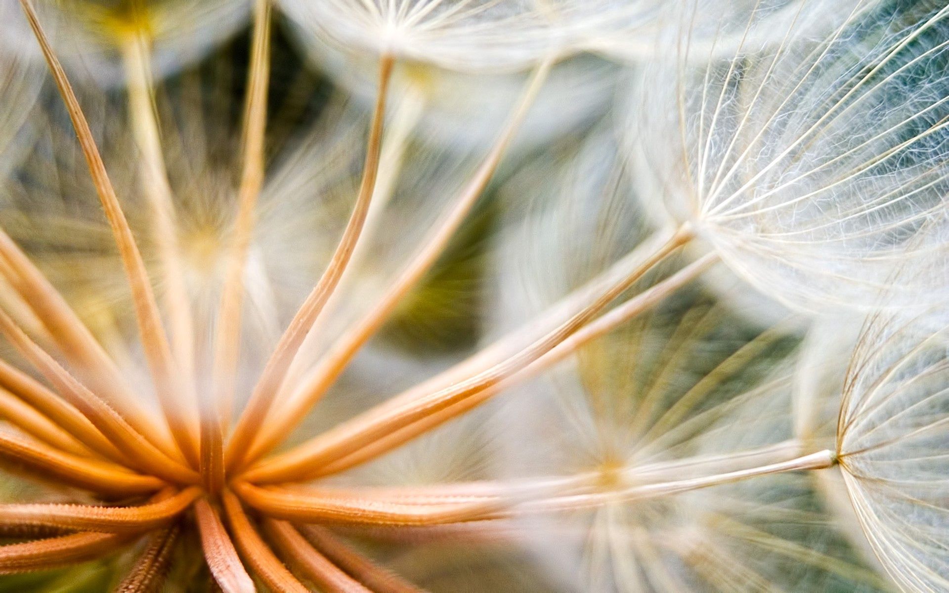 Download mobile wallpaper Macro, Seeds, Seed, Plant, Dandelion for free.