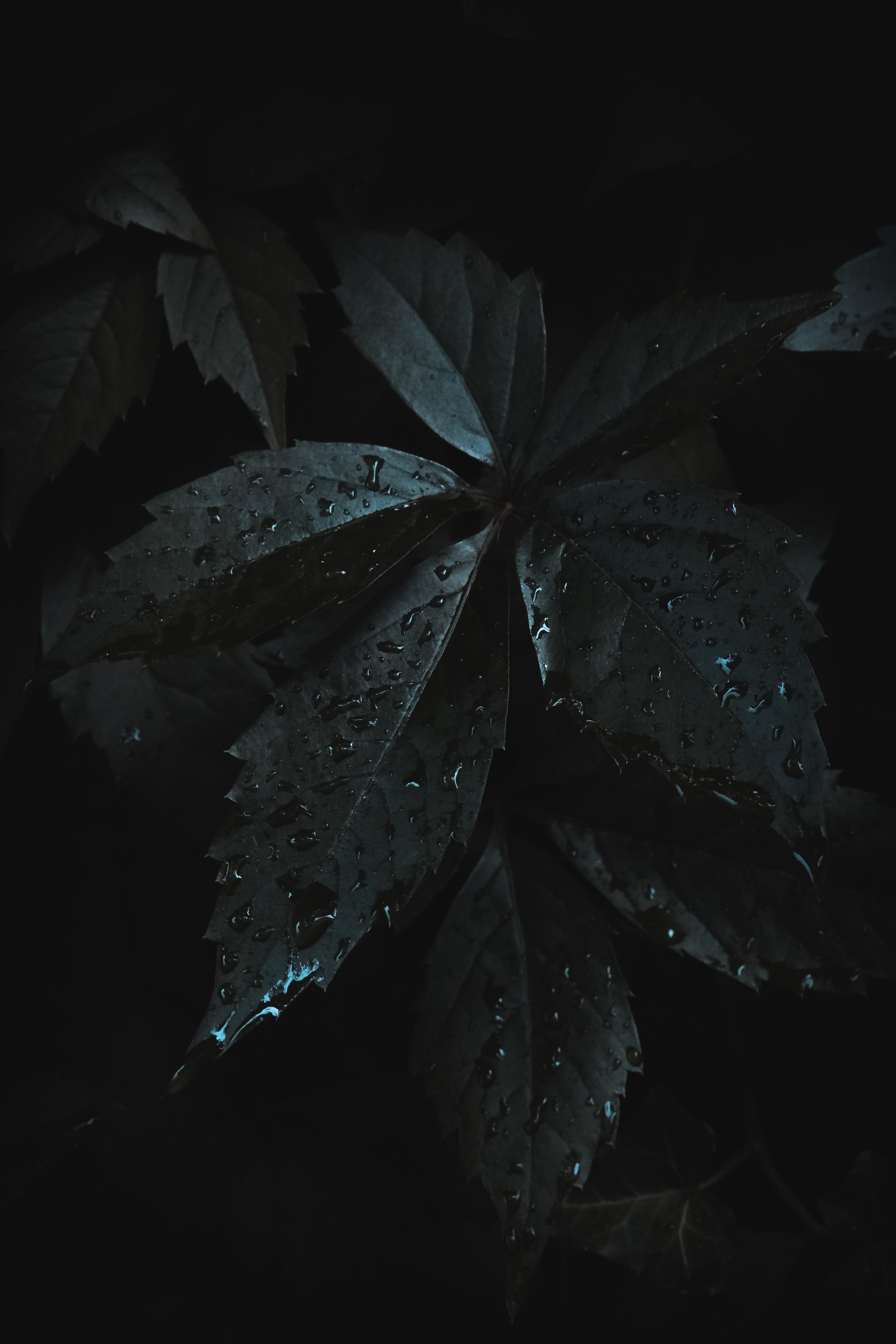 macro, dark, leaves, drops, moisture HD wallpaper