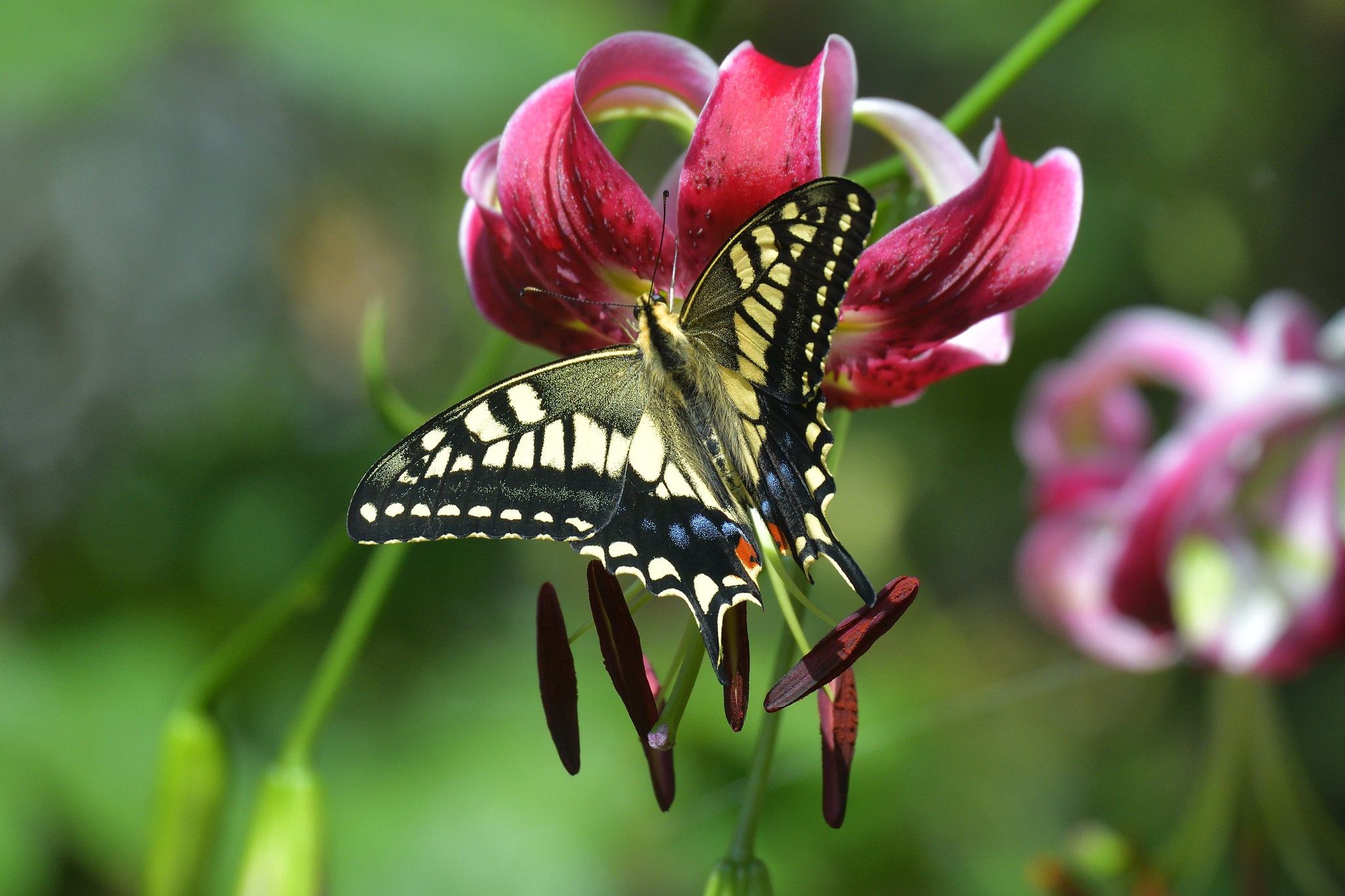 animal, swallowtail butterfly, butterfly, flower, lily, macro, insects Free Stock Photo