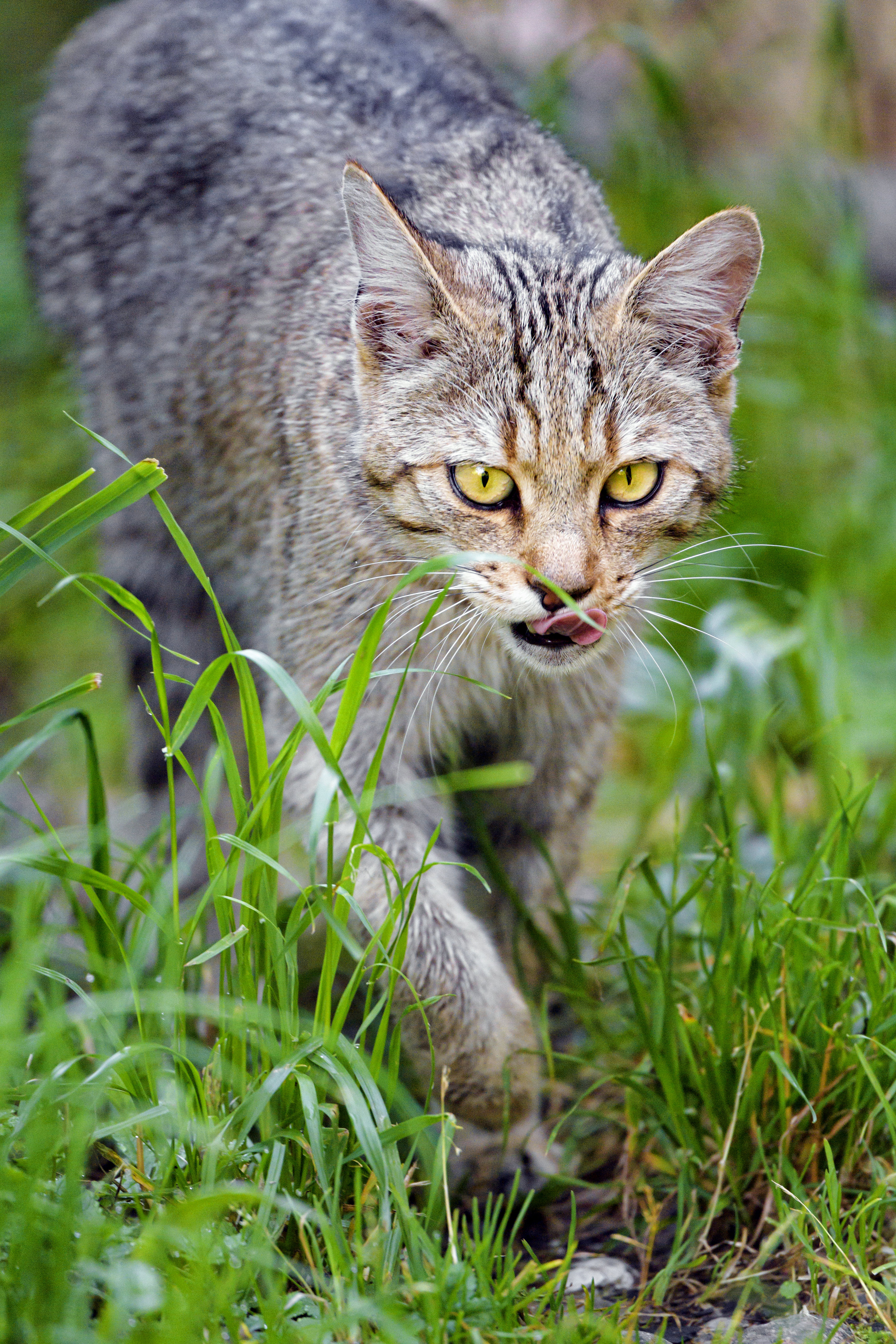 Download mobile wallpaper Protruding Tongue, Muzzle, Tongue Stuck Out, Pet, Cat, Animals for free.